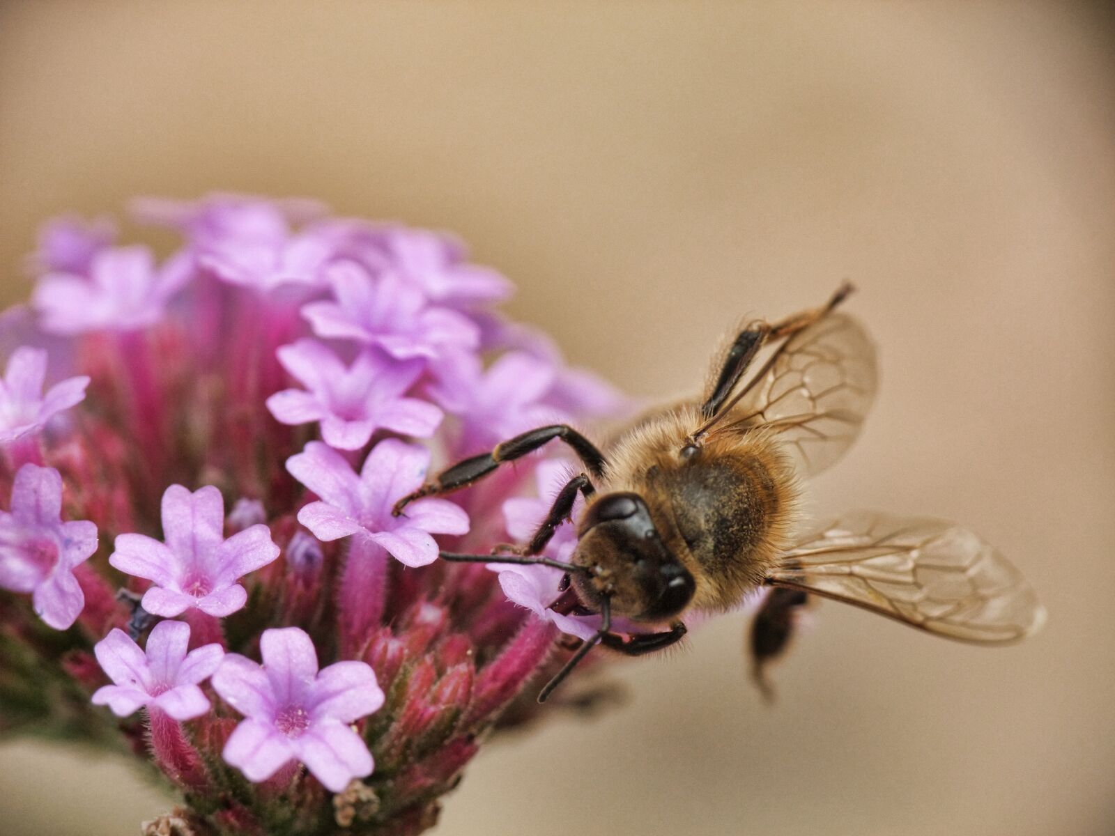 FujiFilm FinePix S200EXR (FinePix S205EXR) sample photo. Bee, honey, macro photography