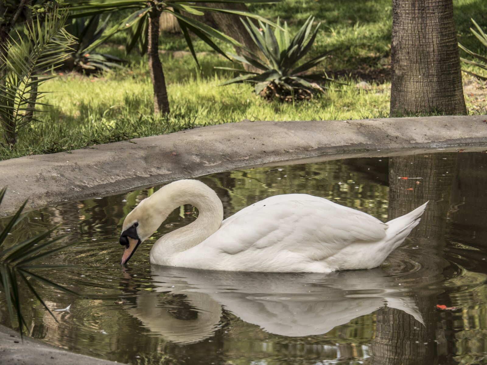 Olympus OM-D E-M5 II sample photo. Pond, swan, lake photography
