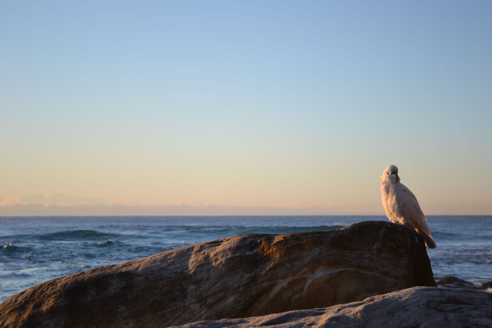 Nikon D3100 sample photo. Beach, bondi, bondi, beach photography