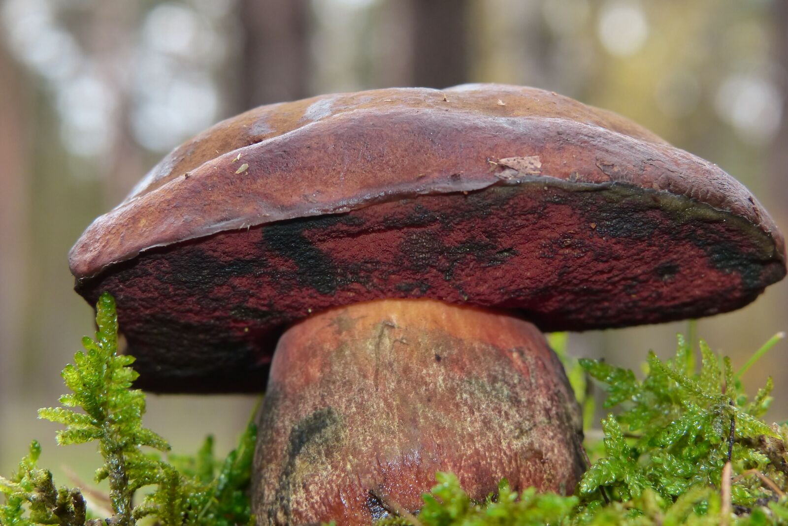 Panasonic Lumix DMC-FZ200 sample photo. Boletus erythropus, mushroom, edible photography