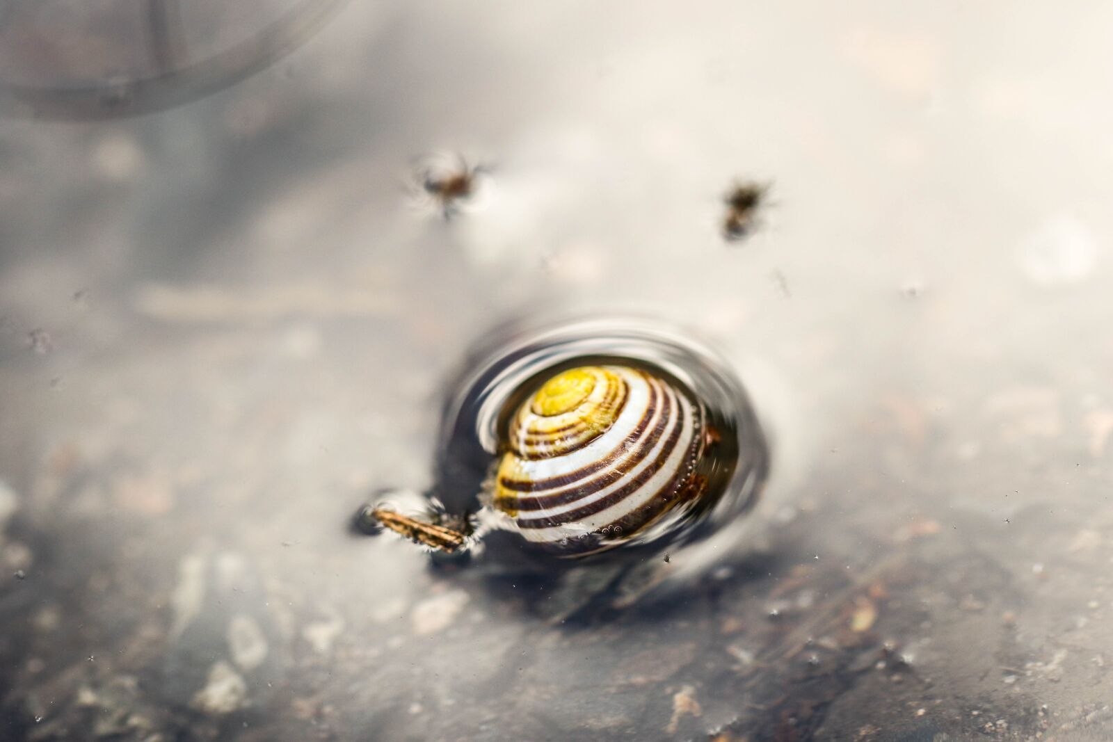 Canon EOS 7D Mark II sample photo. Snail, puddle, water photography