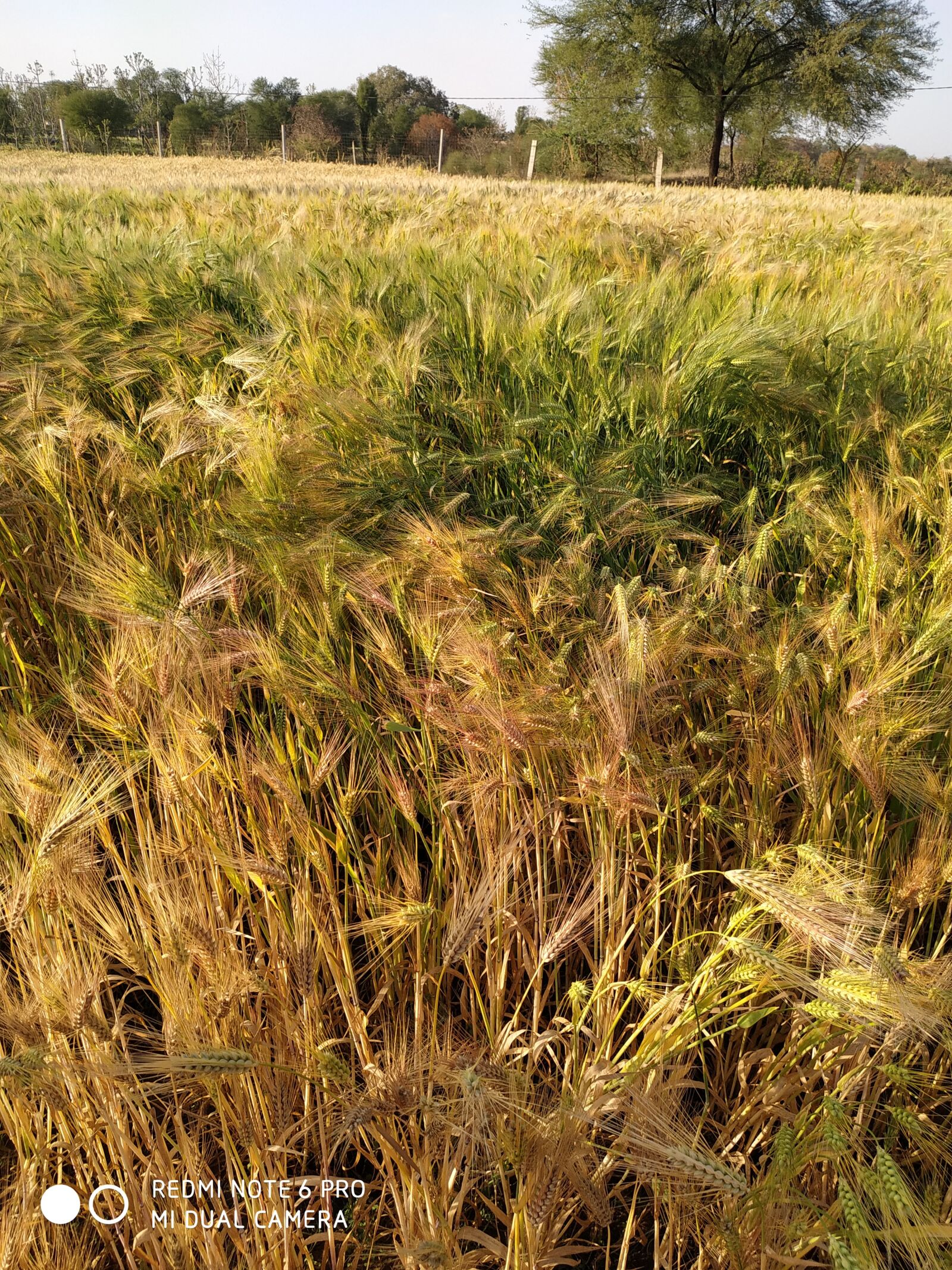 Xiaomi Redmi Note 6 Pro sample photo. Fields, wheat, wheat grass photography