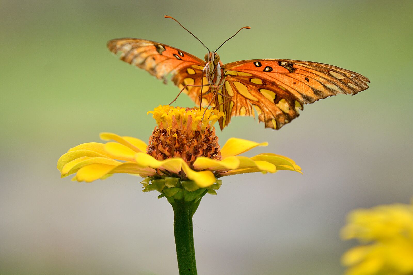 Nikon D5200 sample photo. Butterfly, flower, plant photography