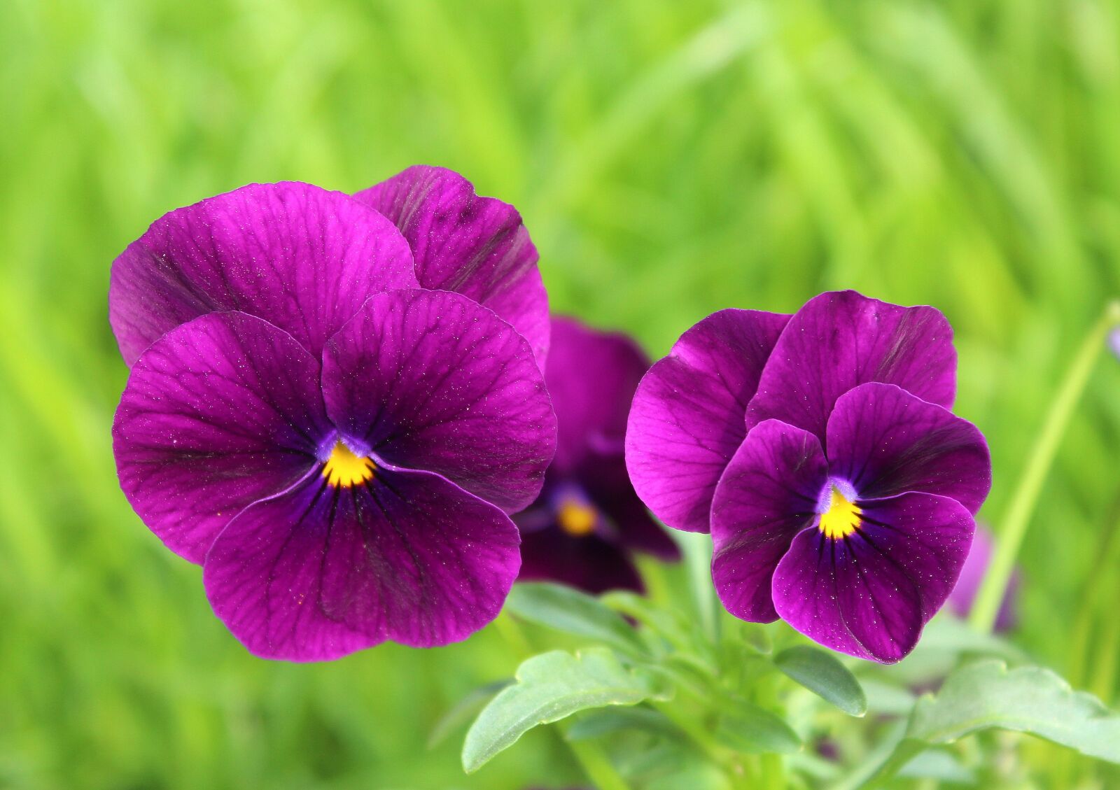 Canon EOS 1200D (EOS Rebel T5 / EOS Kiss X70 / EOS Hi) sample photo. Pansies, two, flower photography