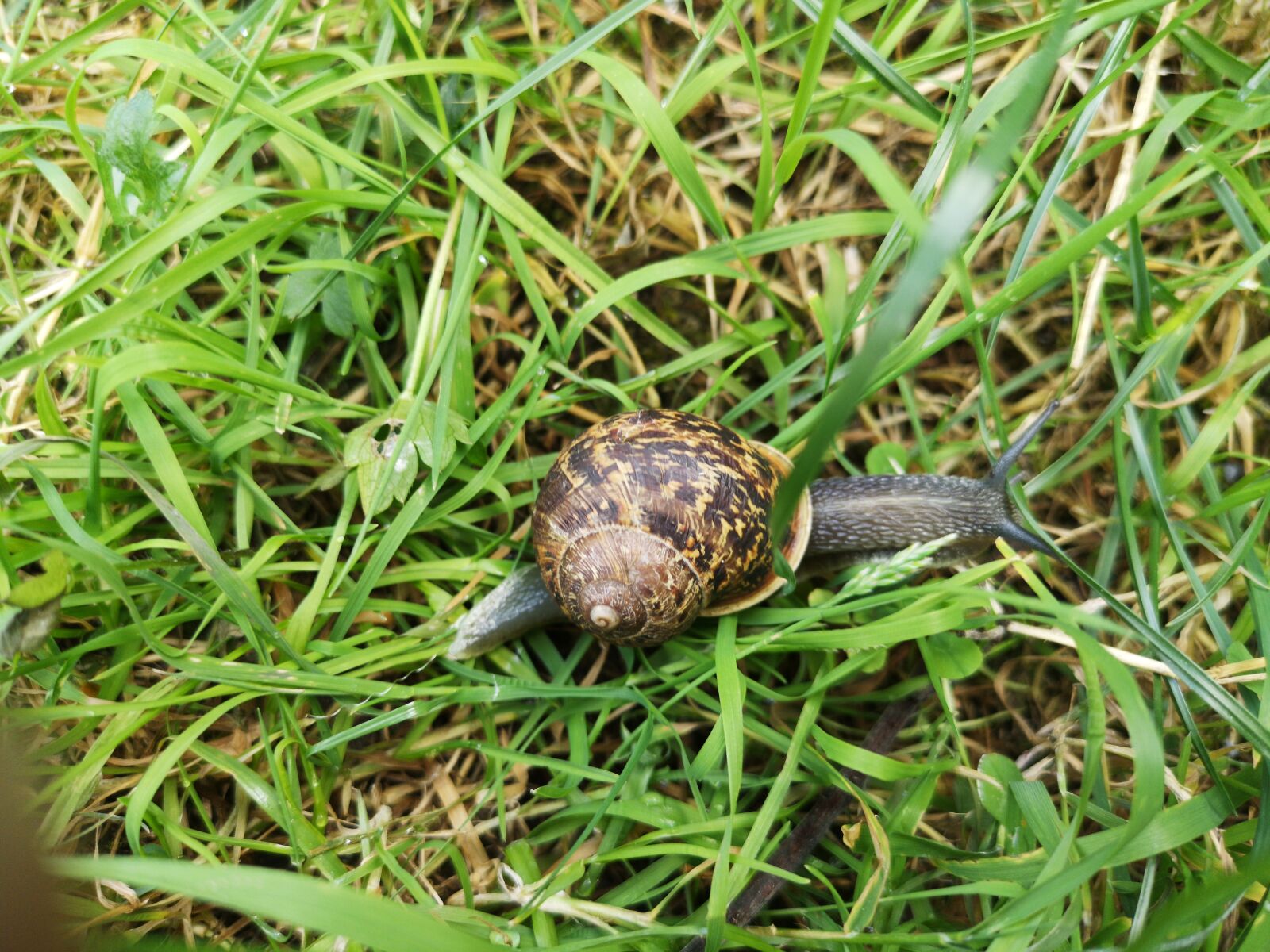 HUAWEI CLT-L29 sample photo. Snail, meadow, grass photography