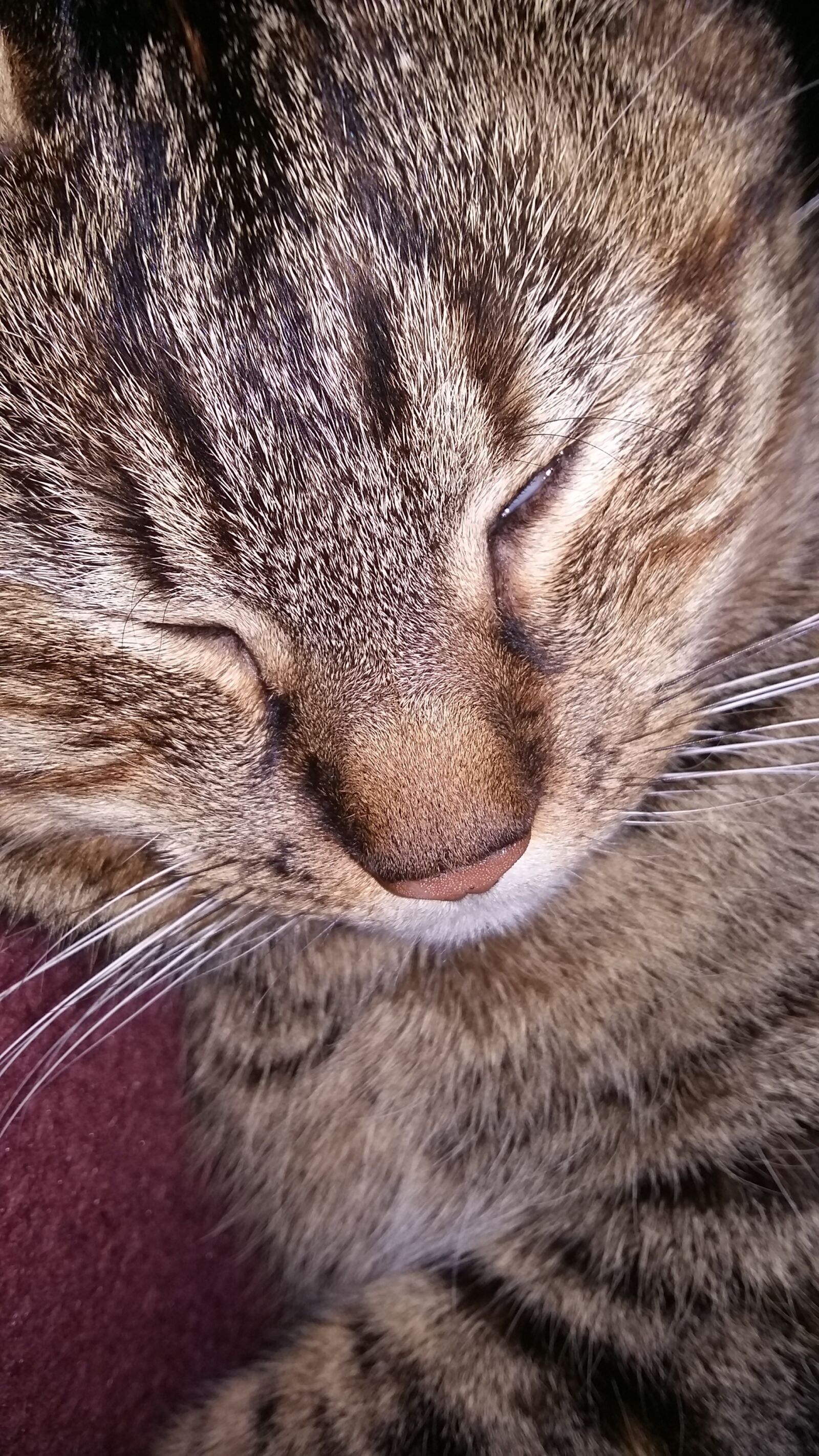 Samsung Galaxy A5 sample photo. Cat, mammal, animal photography