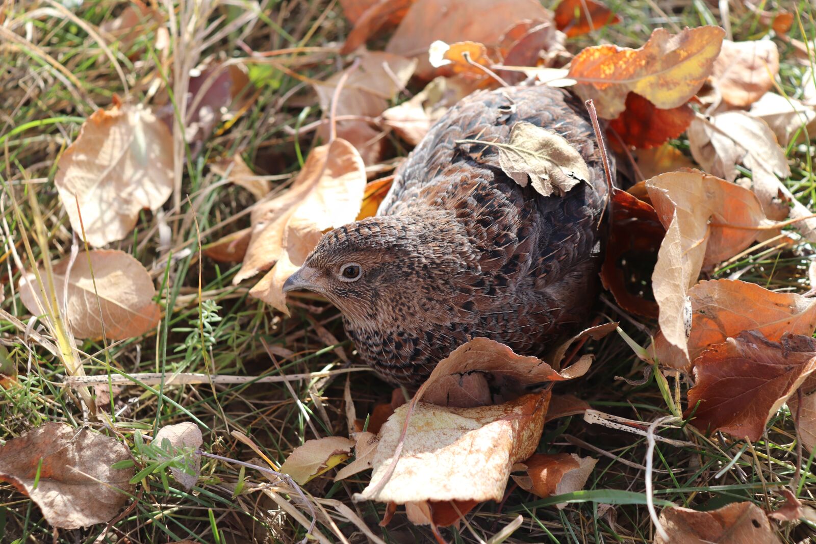 Canon EOS 200D (EOS Rebel SL2 / EOS Kiss X9) sample photo. Quail, nature, food photography