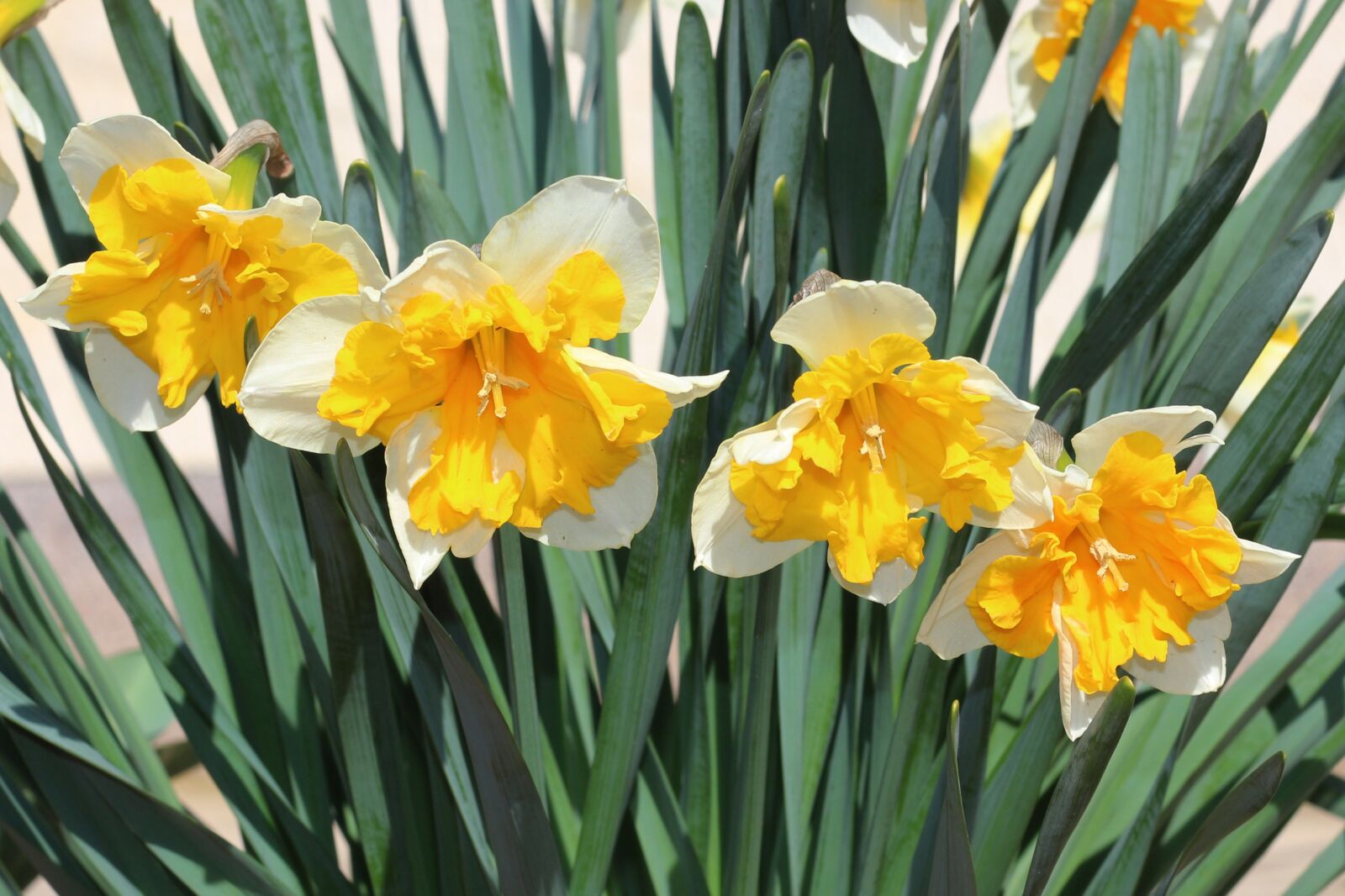 Canon EOS 700D (EOS Rebel T5i / EOS Kiss X7i) sample photo. Daffodils, white flowers, flowers photography