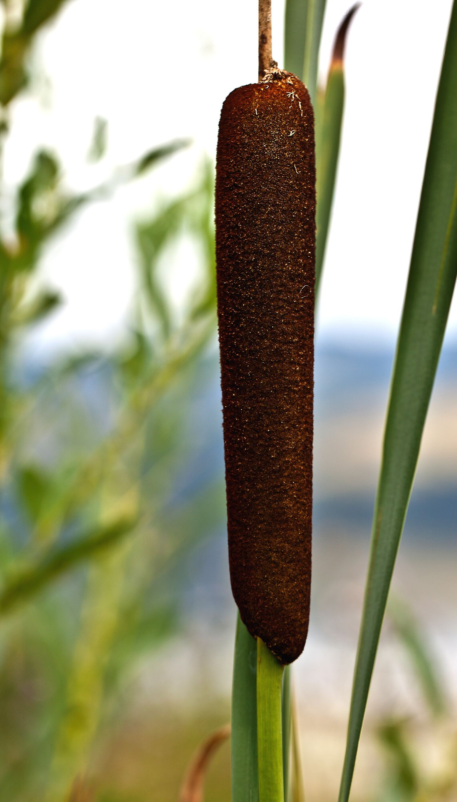 Canon EOS 5D Mark II sample photo. Truncheon water, truncheons szerokolistna photography