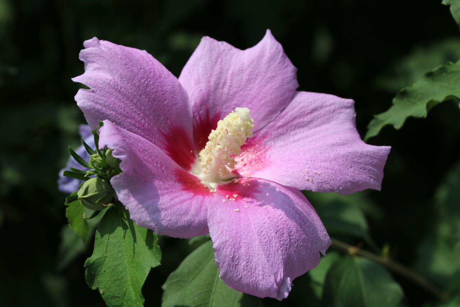 Canon EOS 750D (EOS Rebel T6i / EOS Kiss X8i) sample photo. Rose of sharon, flowers photography