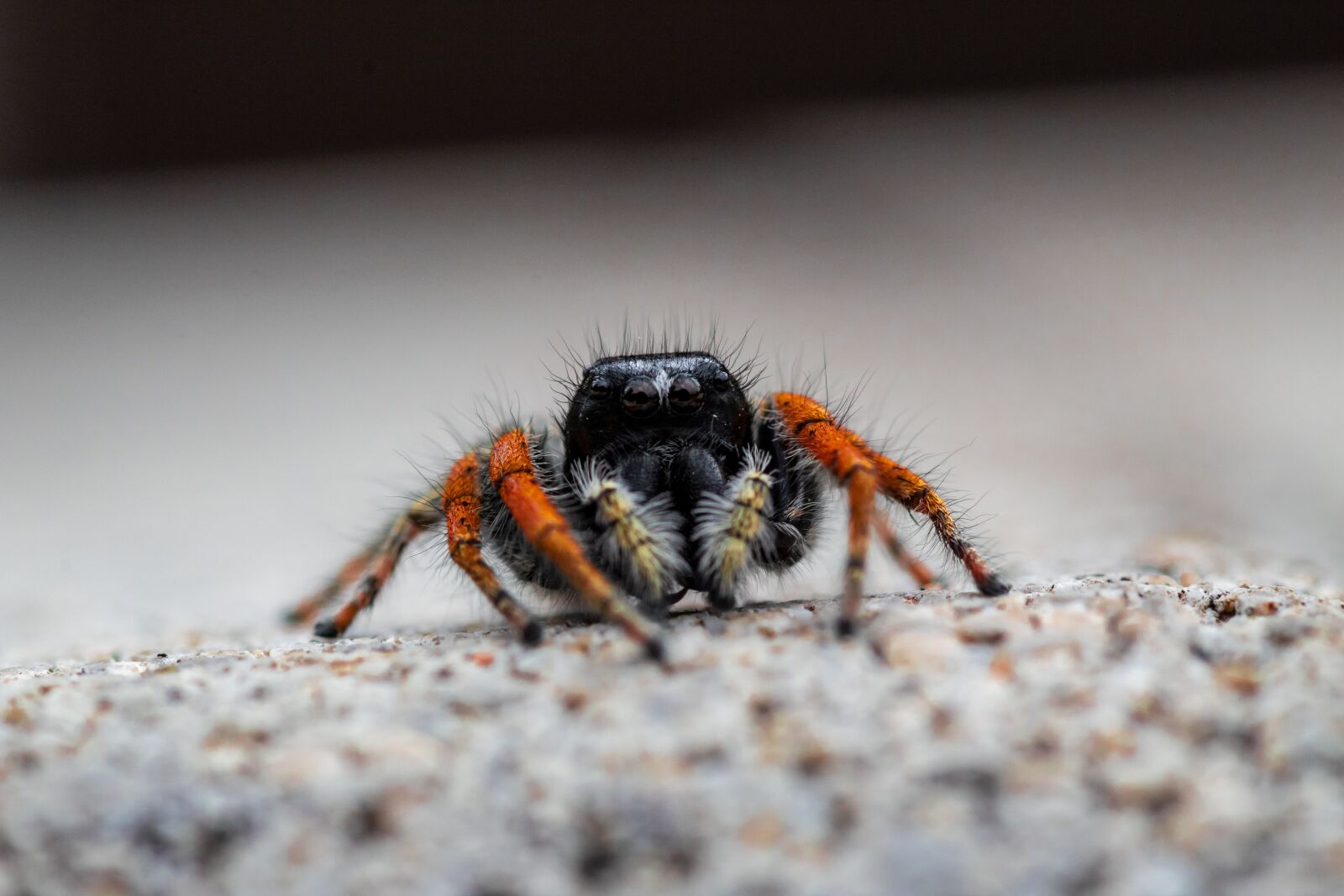 Canon EOS 1300D (EOS Rebel T6 / EOS Kiss X80) sample photo. Spider, salticidae, insect photography