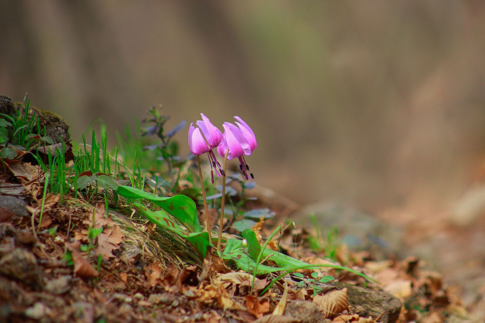 Canon EOS 5D Mark II sample photo. Nature, plants, outdoors photography