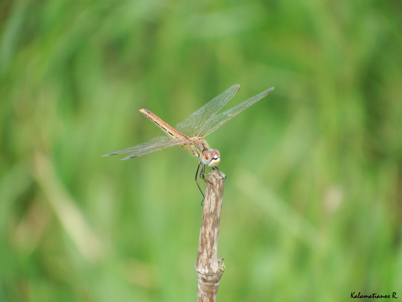 Fujifilm FinePix S1 sample photo. Dragonfly, insect, macro photography
