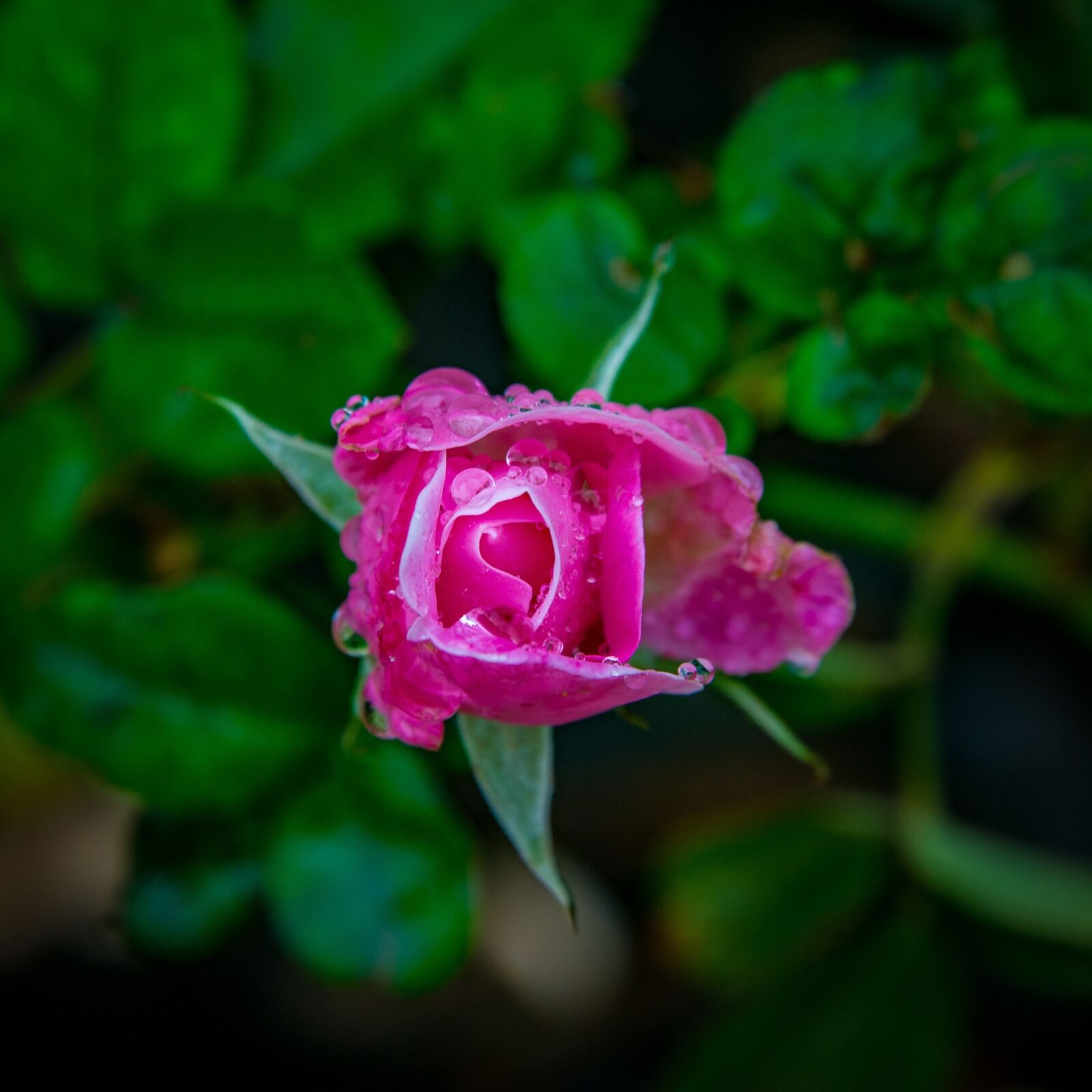 Nikon D600 sample photo. Rose, nature, plant photography