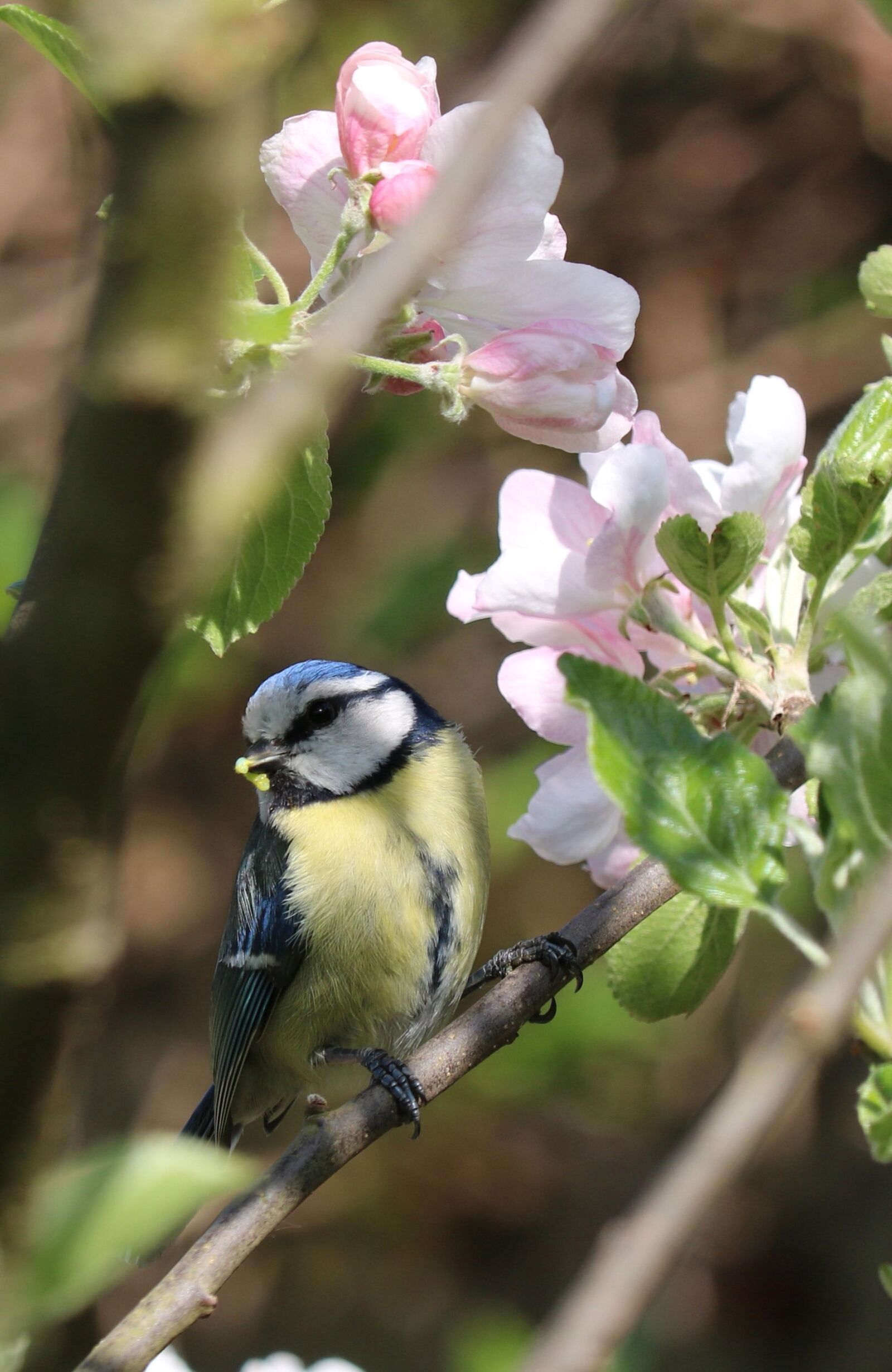 Canon EOS 750D (EOS Rebel T6i / EOS Kiss X8i) sample photo. Blue tit, bird, blossom photography