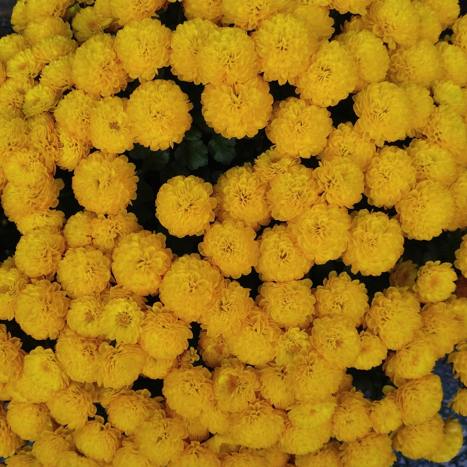 LG V10 sample photo. Autumn, chrysanthemum, flowers photography