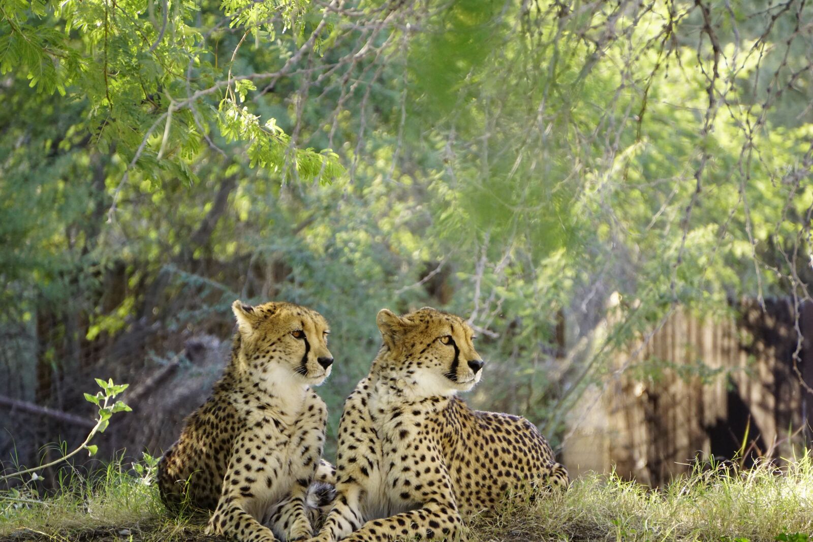 Sony E 55-210mm F4.5-6.3 OSS sample photo. Cheetah, cat, wildlife photography