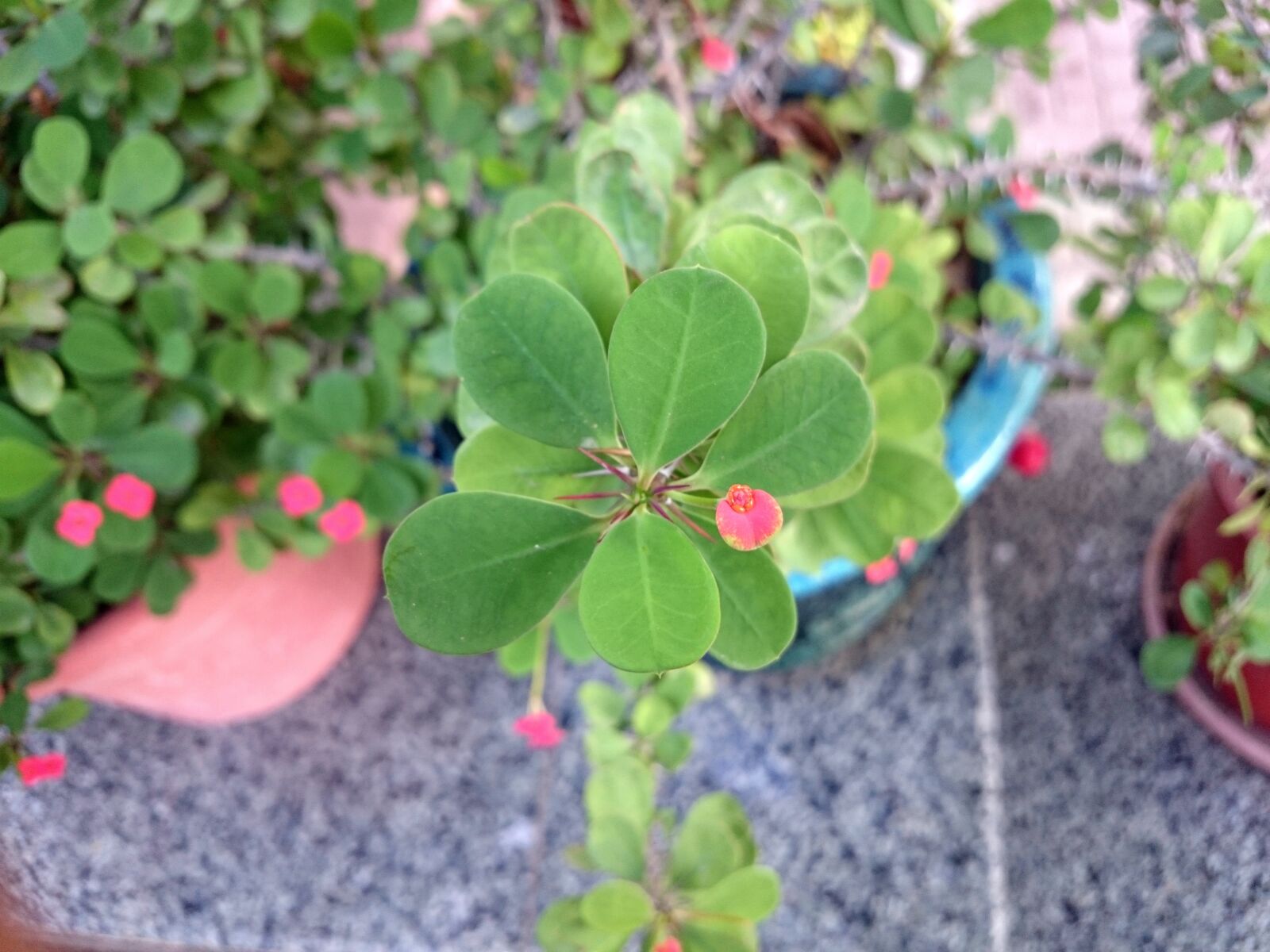 Sony Xperia Z1 Compact sample photo. Leaves, flower, floral photography