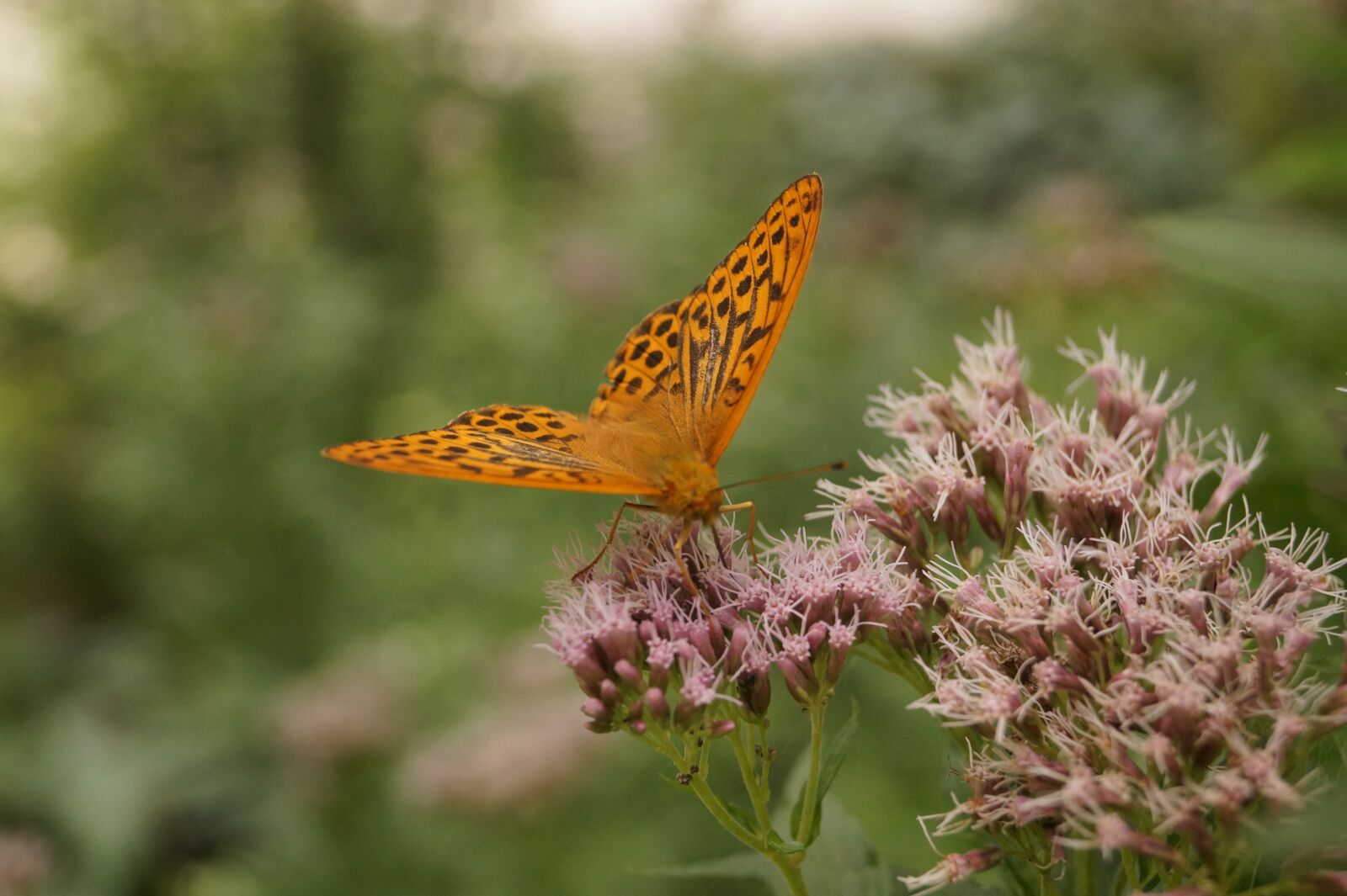 Sony SLT-A58 sample photo. Butterfly, orange, nature photography