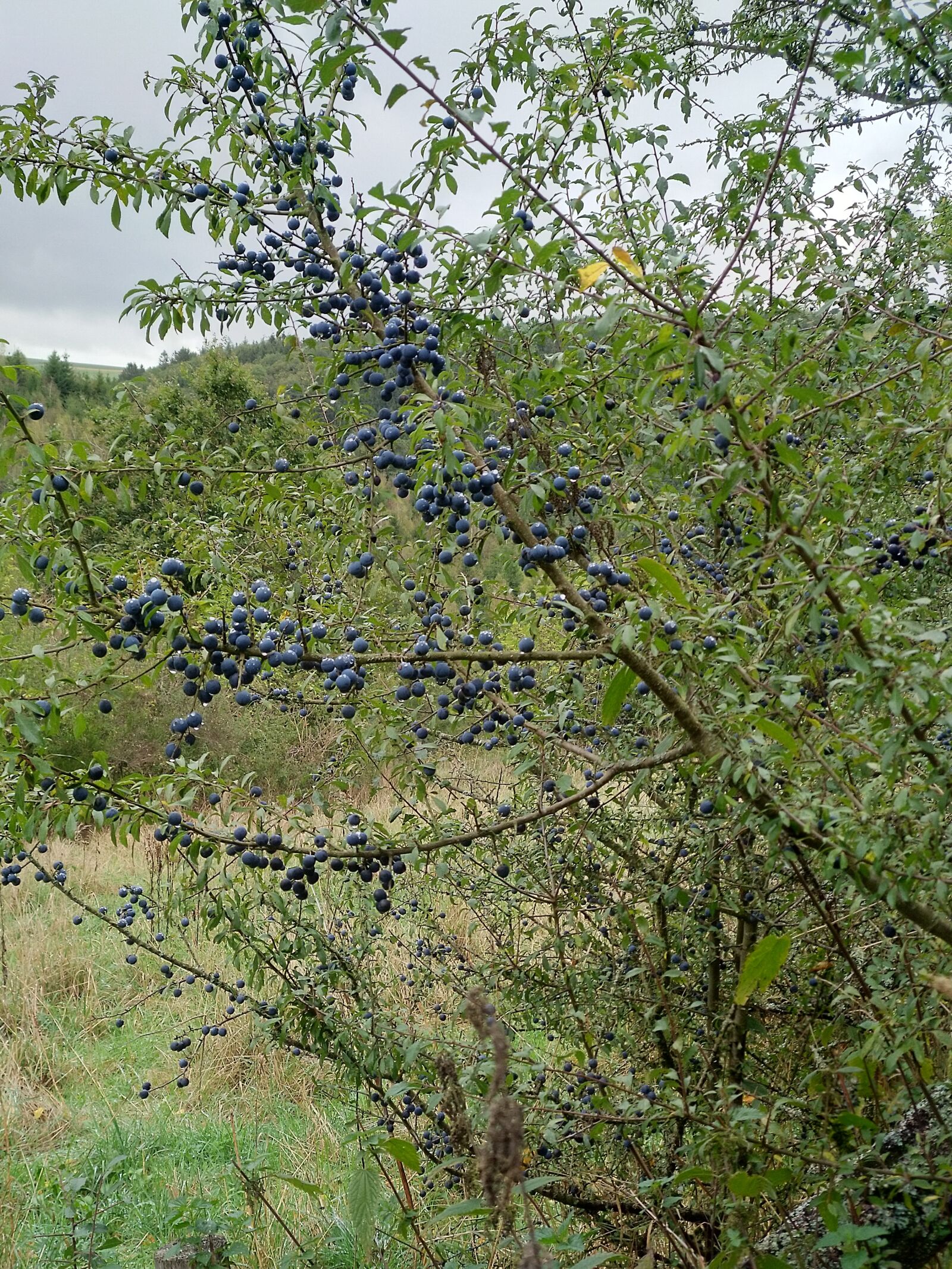 HMD Global Nokia 7 plus sample photo. Blueberries, blueberry, fruit photography