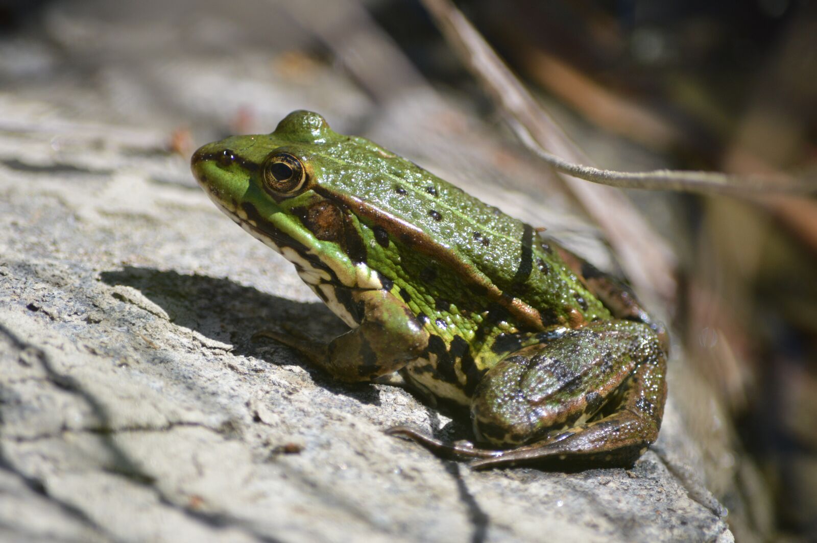 Nikon D3200 sample photo. Frog, animal, stone photography