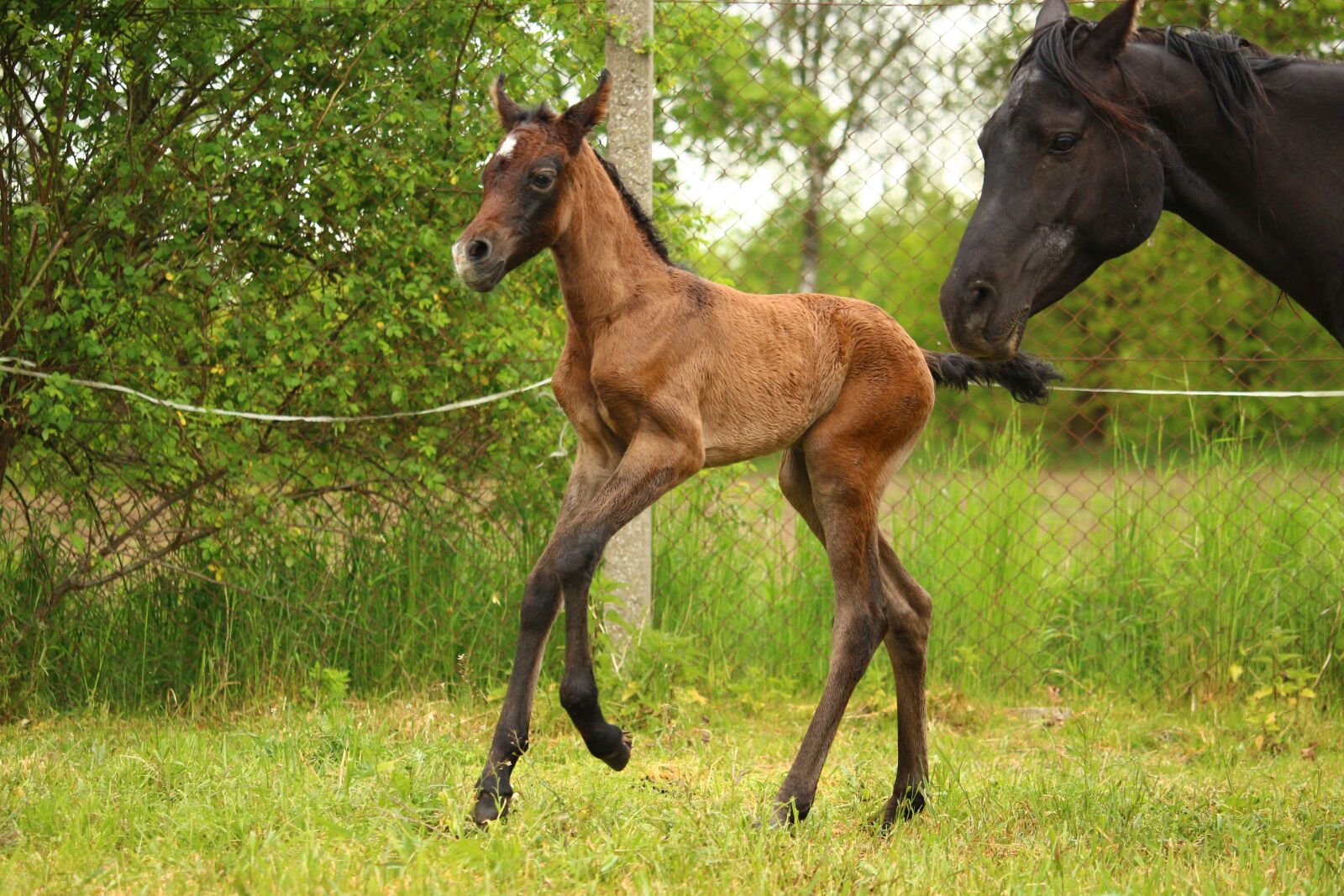 Canon EOS 100D (EOS Rebel SL1 / EOS Kiss X7) sample photo. Horse, foal, brown mold photography