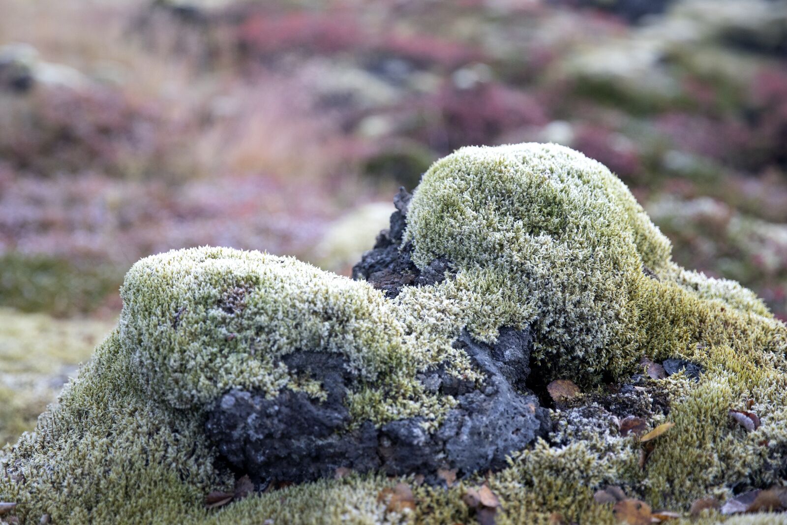 Canon EOS-1D X Mark II sample photo. Moss, volcanic, stones photography