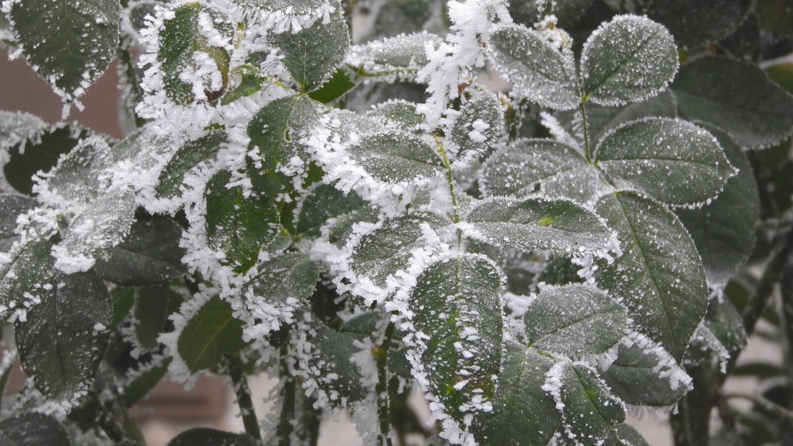 Nikon Coolpix P610 sample photo. Ice crystals, rime, foliage photography