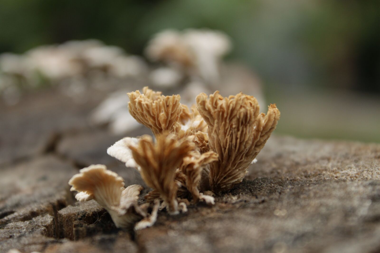 Canon EOS 500D (EOS Rebel T1i / EOS Kiss X3) sample photo. Nature, mushroom, fungus photography