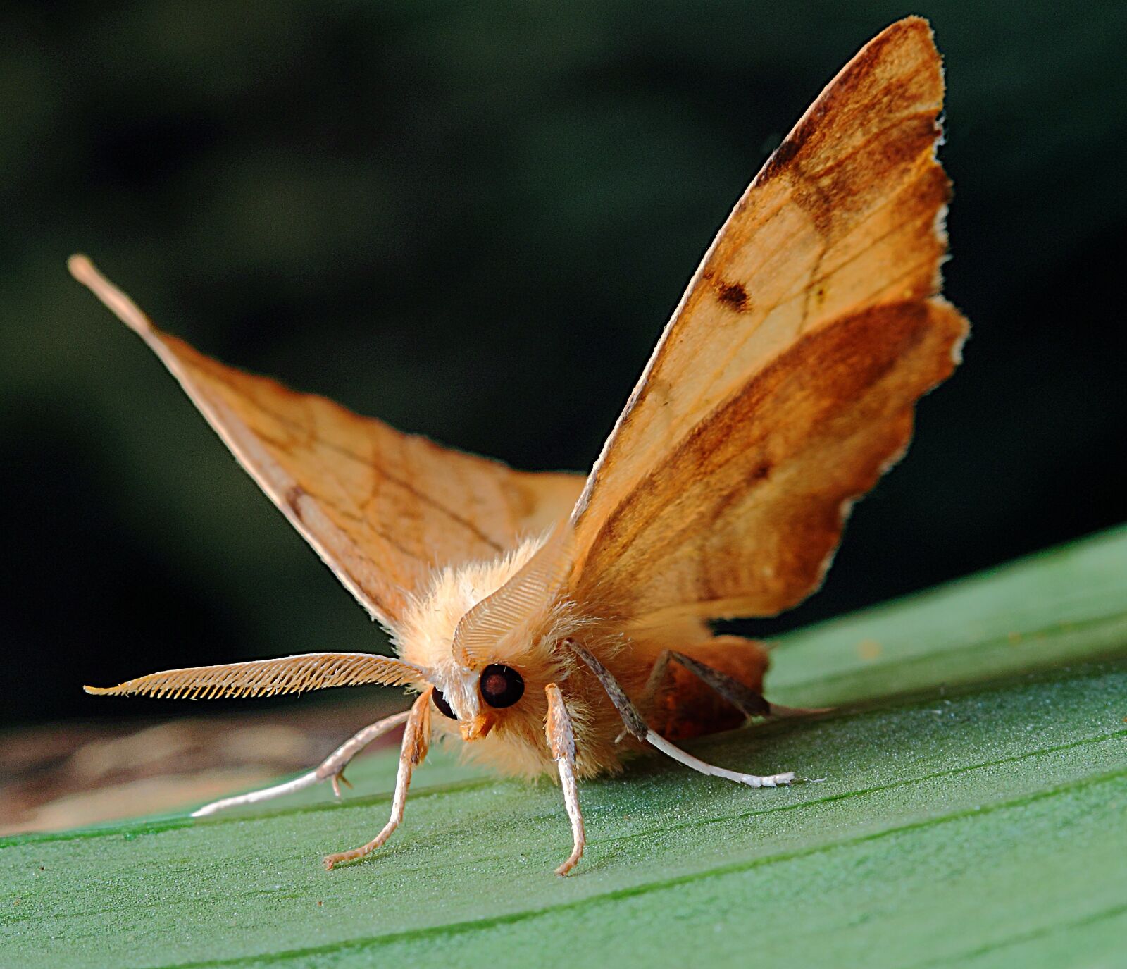 Canon EOS 500D (EOS Rebel T1i / EOS Kiss X3) sample photo. Moth, macro, lepidoptera photography