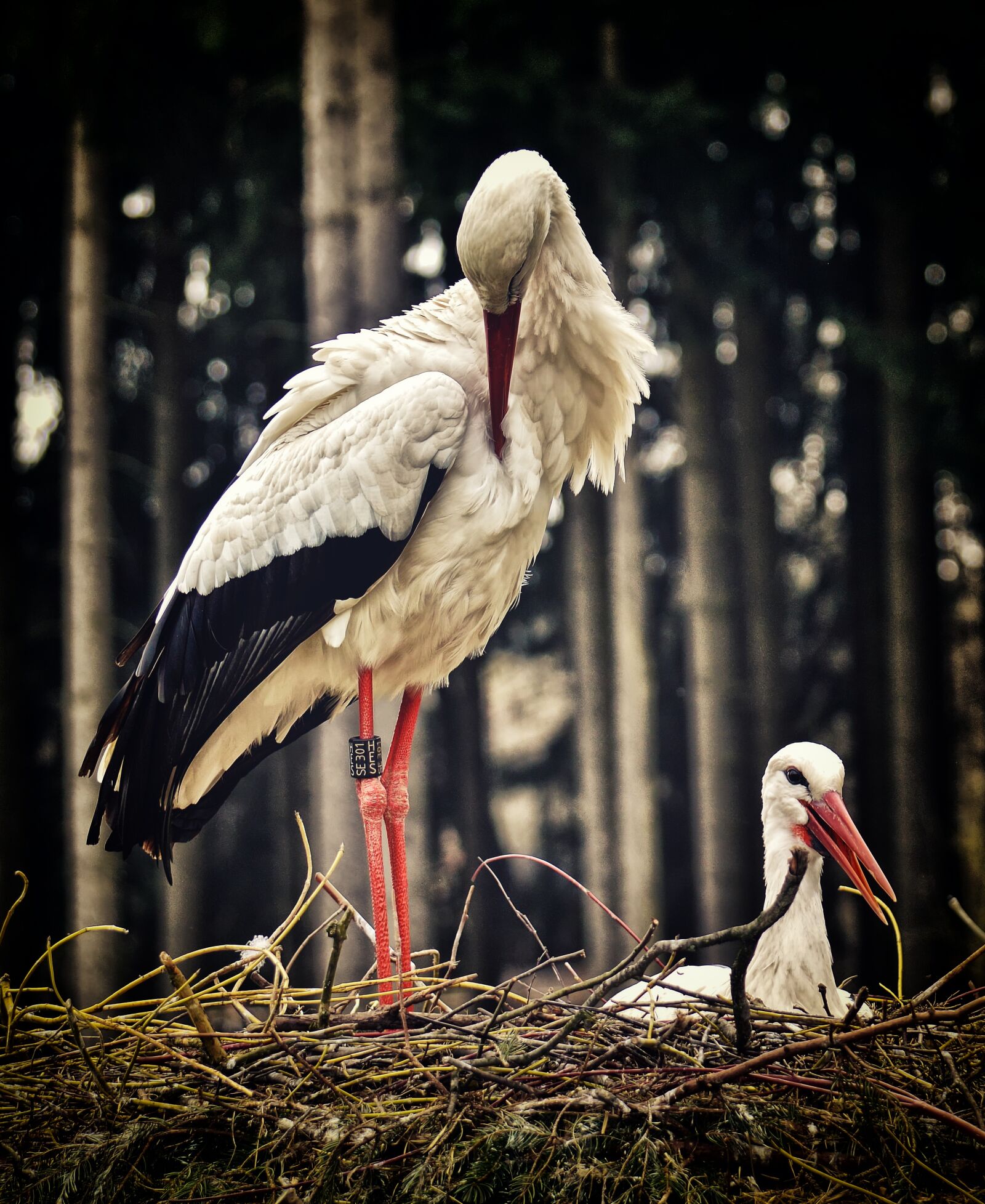 Nikon D3200 sample photo. Stork, nest building, pair photography