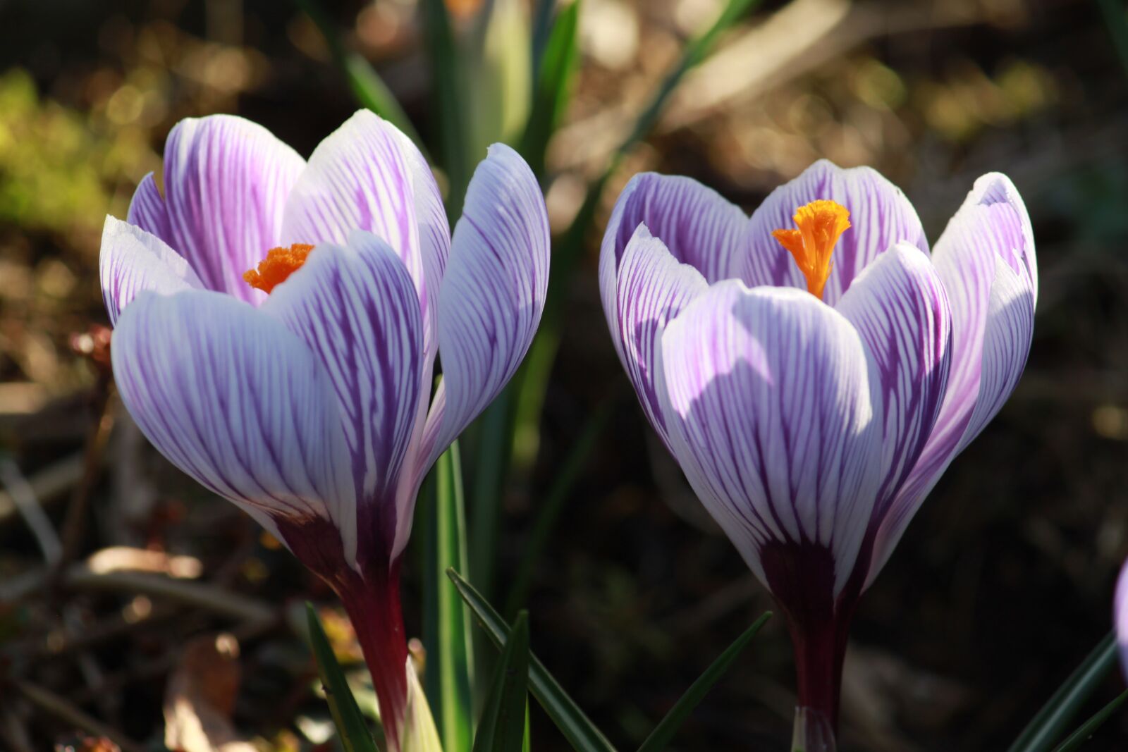 Canon EOS 500D (EOS Rebel T1i / EOS Kiss X3) sample photo. Crocus in bloom, flower photography