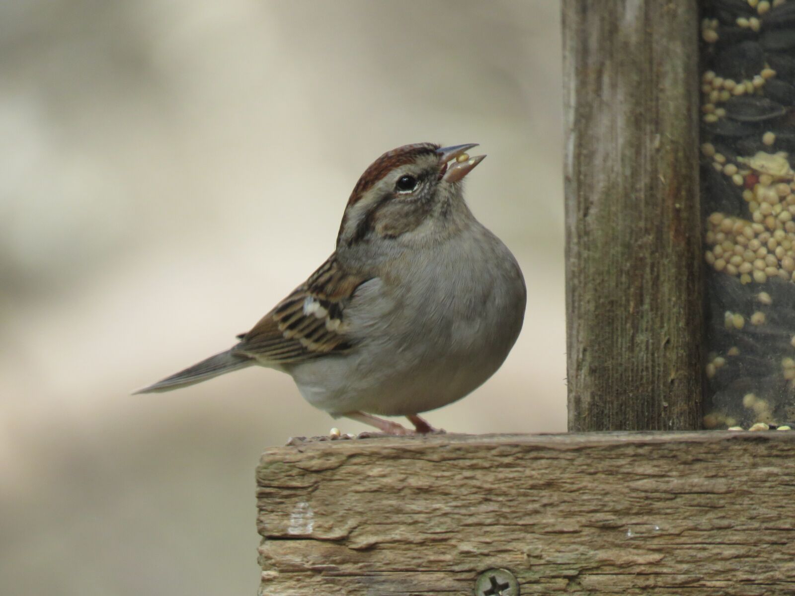 Canon PowerShot SX60 HS sample photo. Bird, nature, wildlife photography