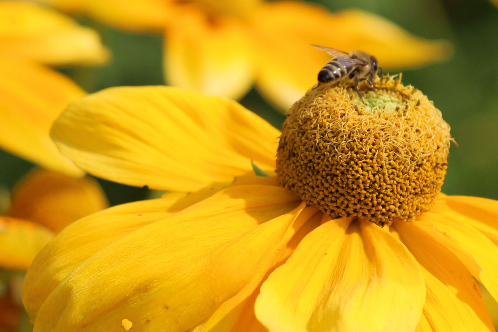 Canon EF-S 55-250mm F4-5.6 IS II sample photo. Coneflower, blossom, bloom photography