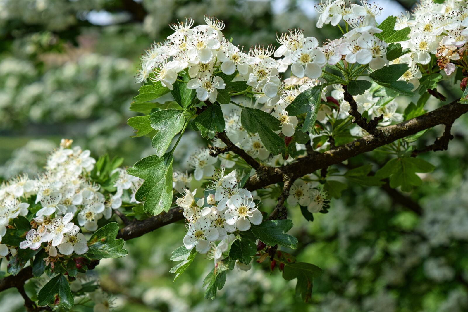 Nikon D3300 sample photo. White flowers, nature, branches photography