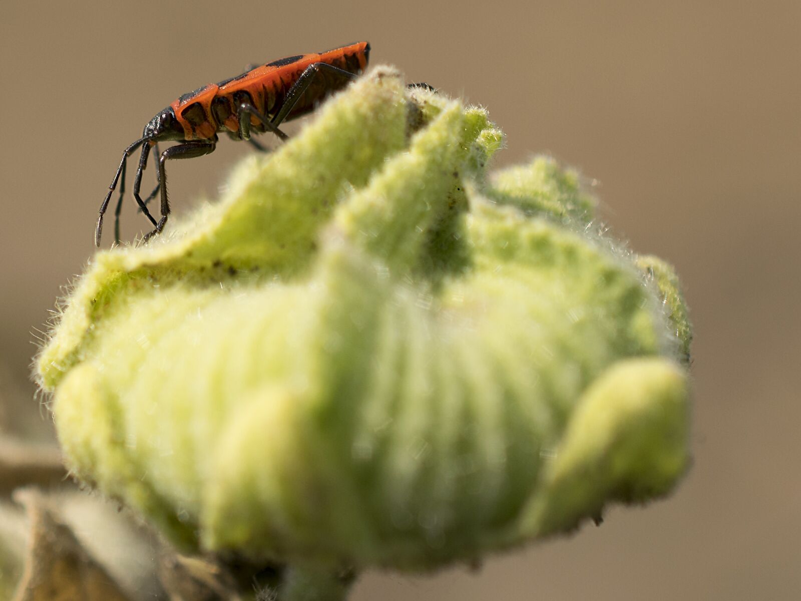 Nikon D3300 sample photo. Fire bug, nature, close photography