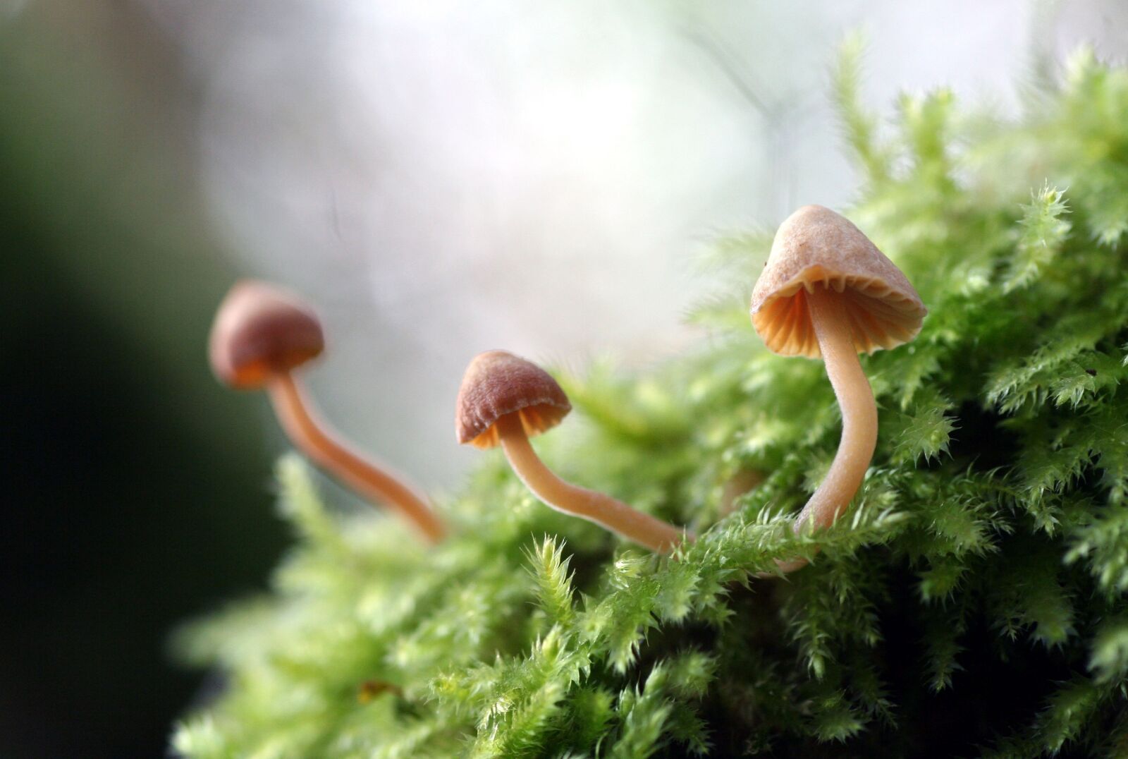 Canon EOS 350D (EOS Digital Rebel XT / EOS Kiss Digital N) sample photo. Mushrooms, foam, autumn photography