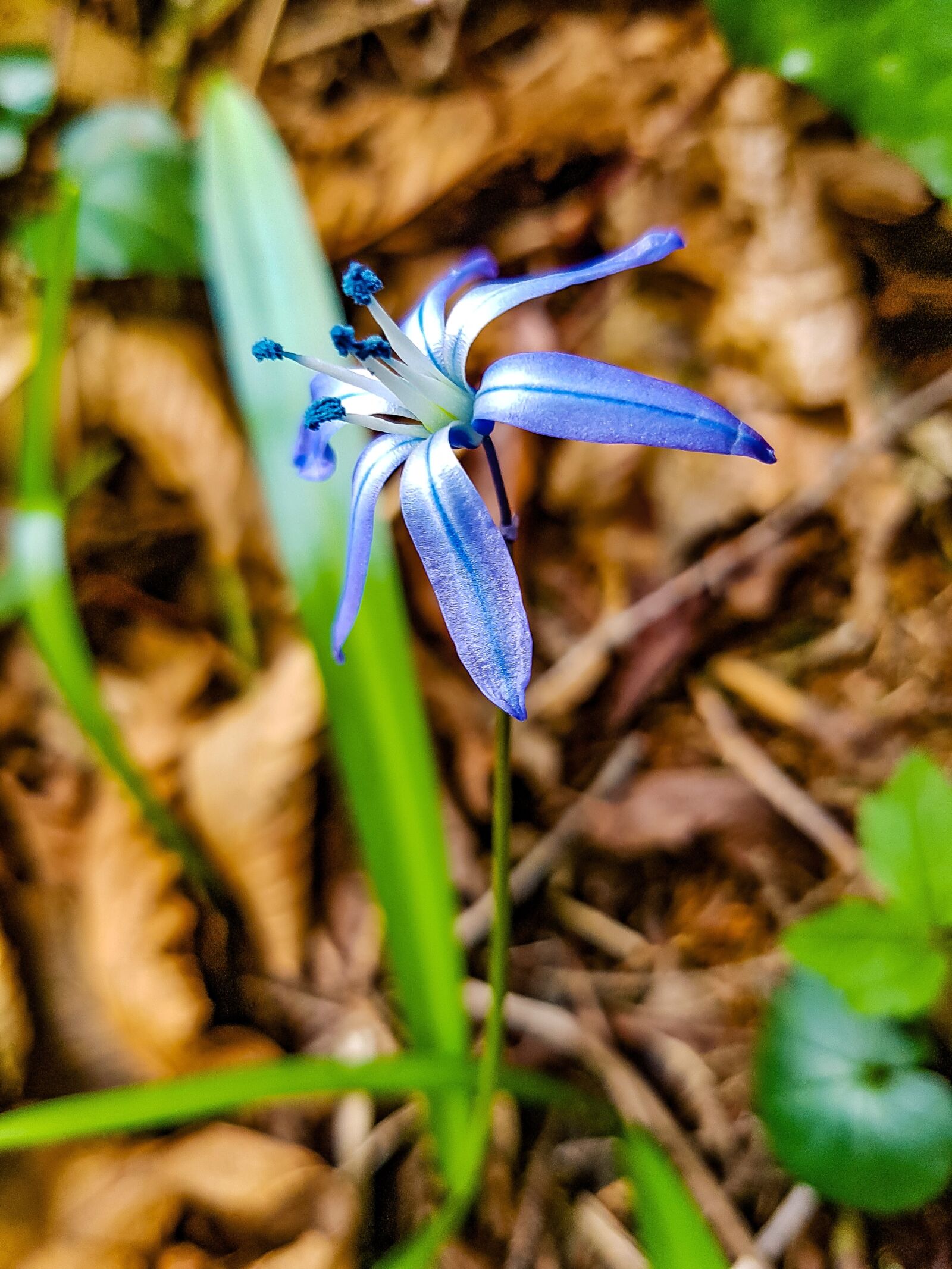 Samsung Galaxy S7 Edge Rear Camera sample photo. Nature, leaves, plant photography