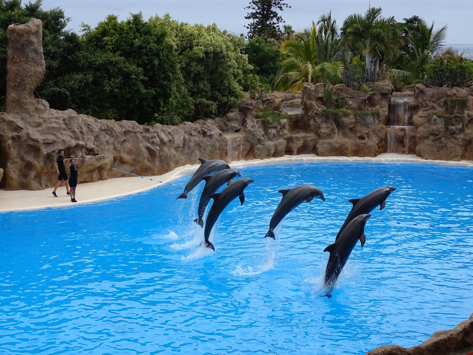 Sony Cyber-shot DSC-HX400V sample photo. Dolphins, dolphin, aquarium photography