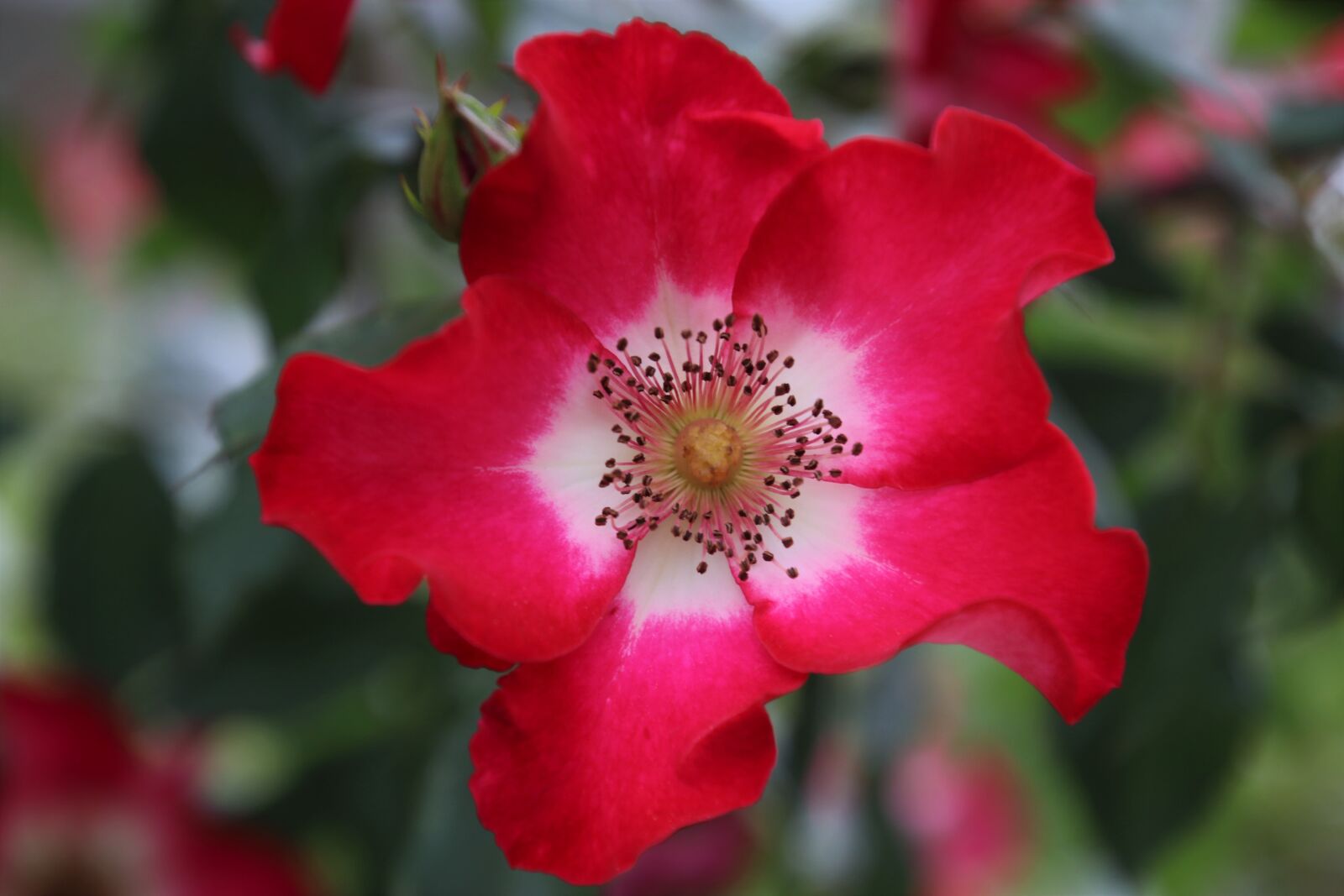 Canon EOS 80D sample photo. Flora, flowers, romance photography