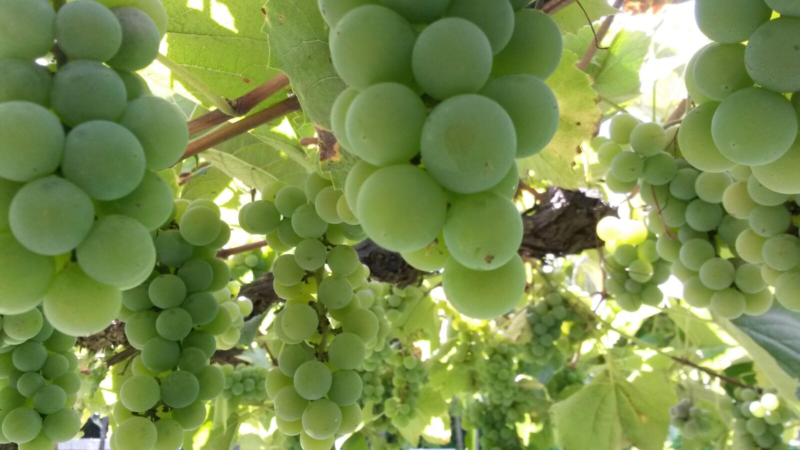 Samsung Galaxy S4 Mini sample photo. Food, green, fruits photography