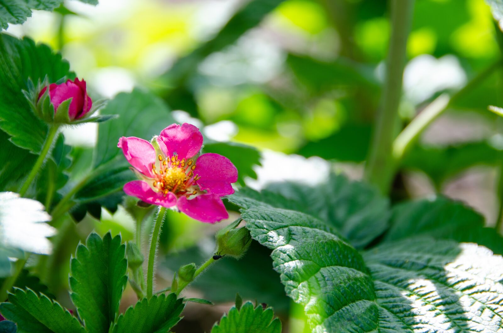 Nikon D7000 sample photo. Strawberry plant, blossom, bloom photography