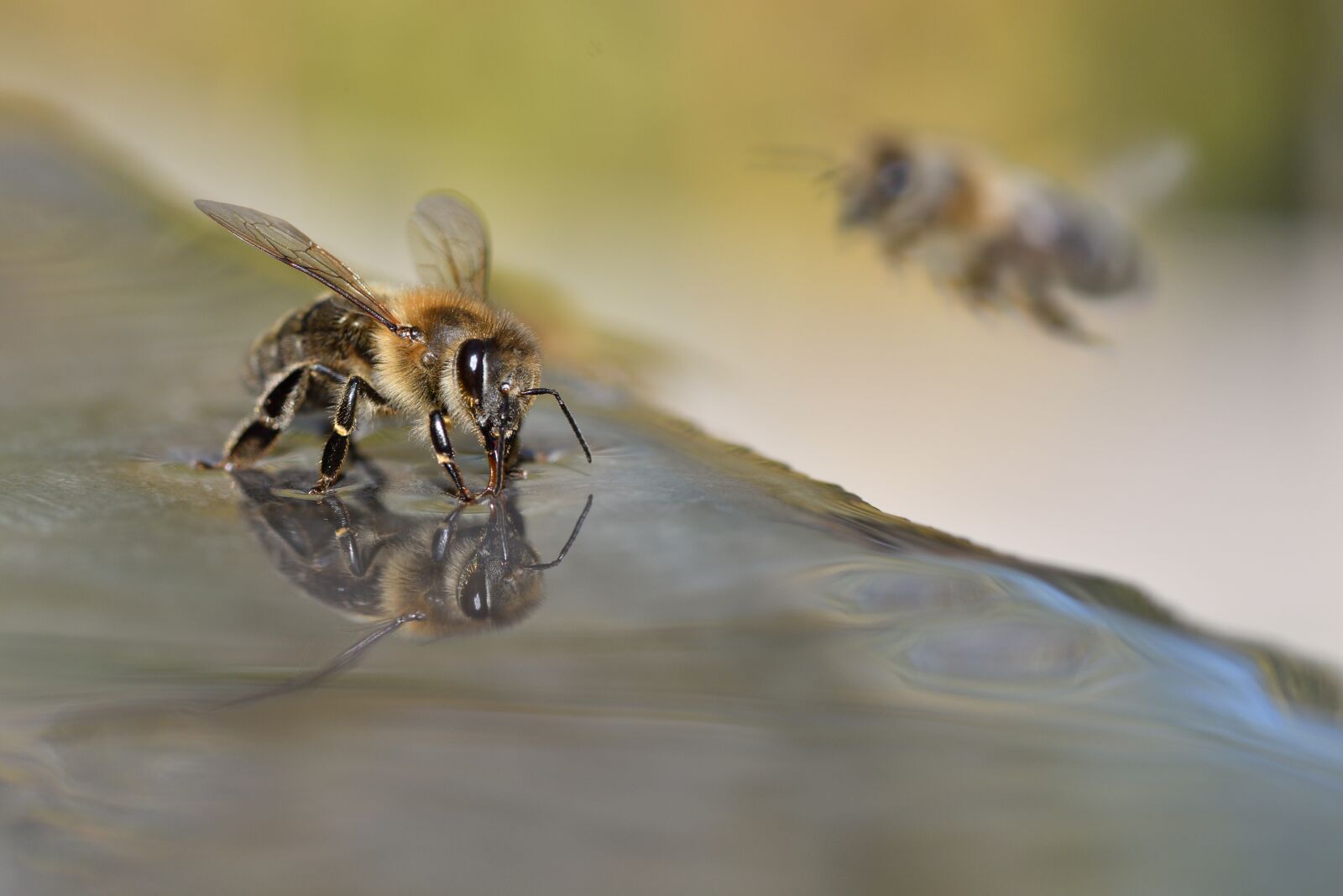 Nikon D500 sample photo. Bees, beekeeper, beekeeping photography