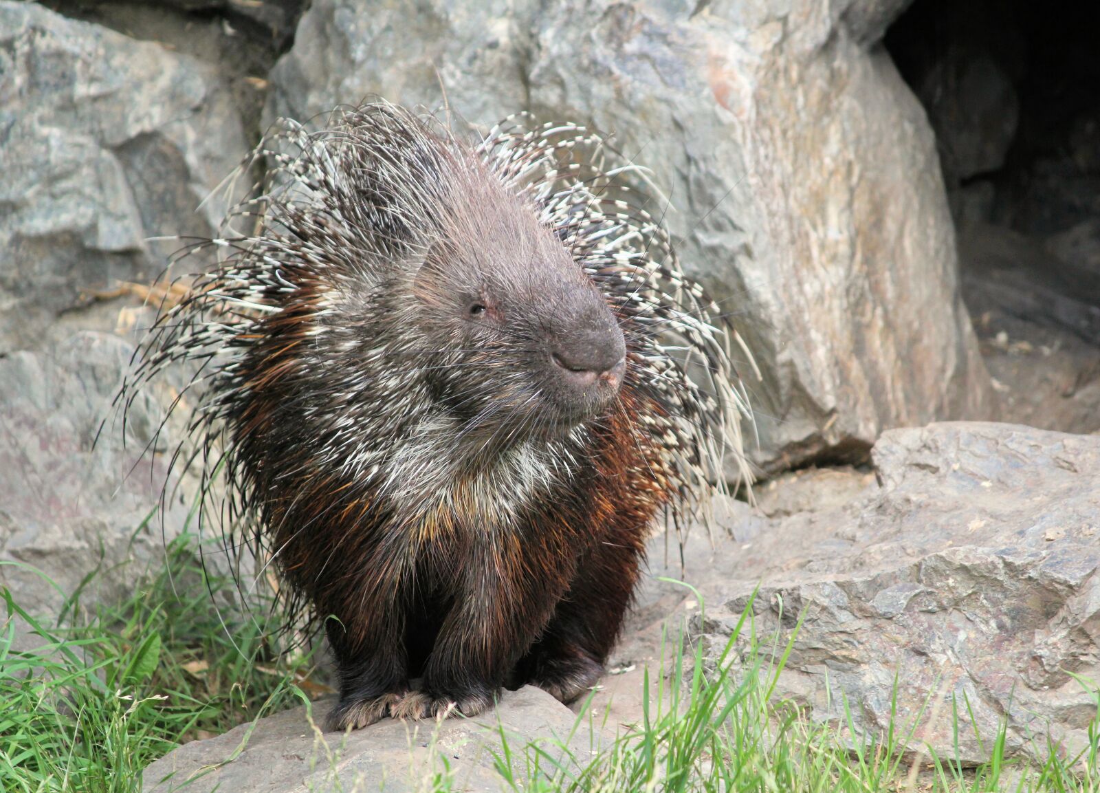 Canon EOS 550D (EOS Rebel T2i / EOS Kiss X4) sample photo. Porcupine, quills, spines photography