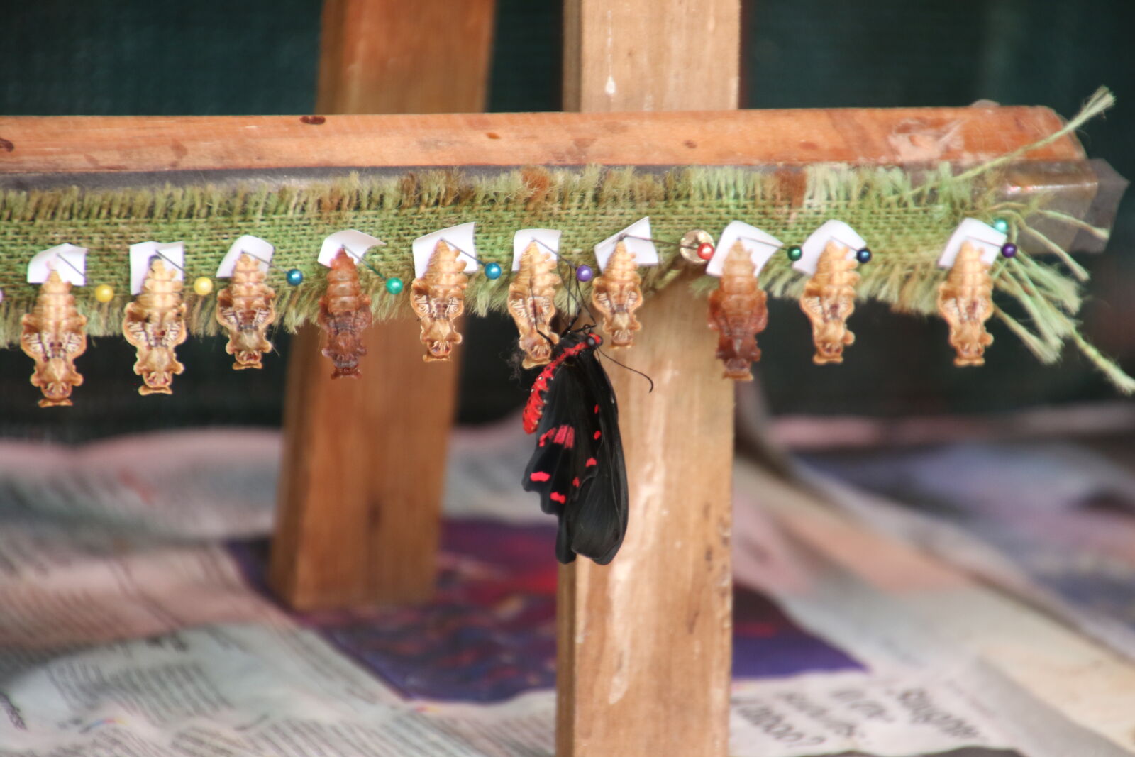 Canon EOS 7D Mark II sample photo. Animal, butterfly, captive, fly photography