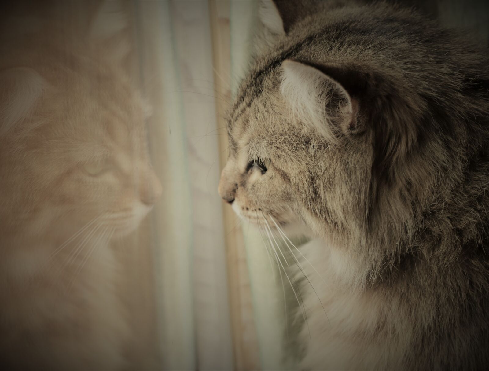 Canon EOS 70D sample photo. Cat, mirror, pet photography