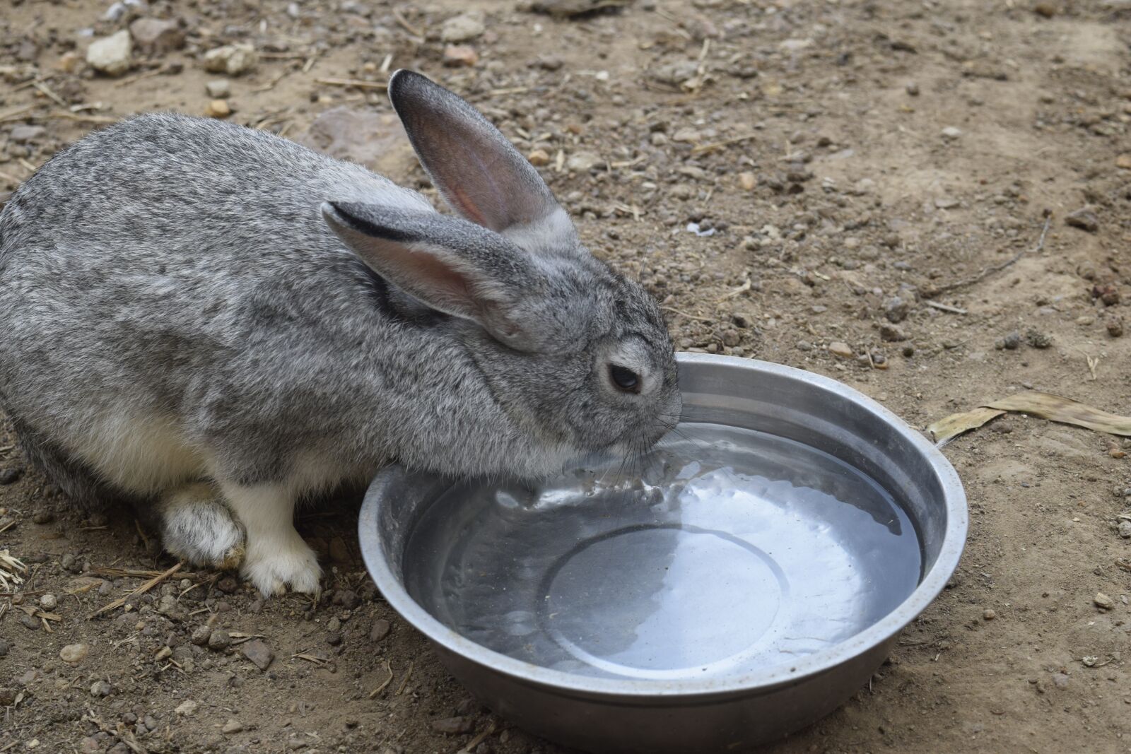 Nikon D3300 sample photo. Rabbit, water, animal photography
