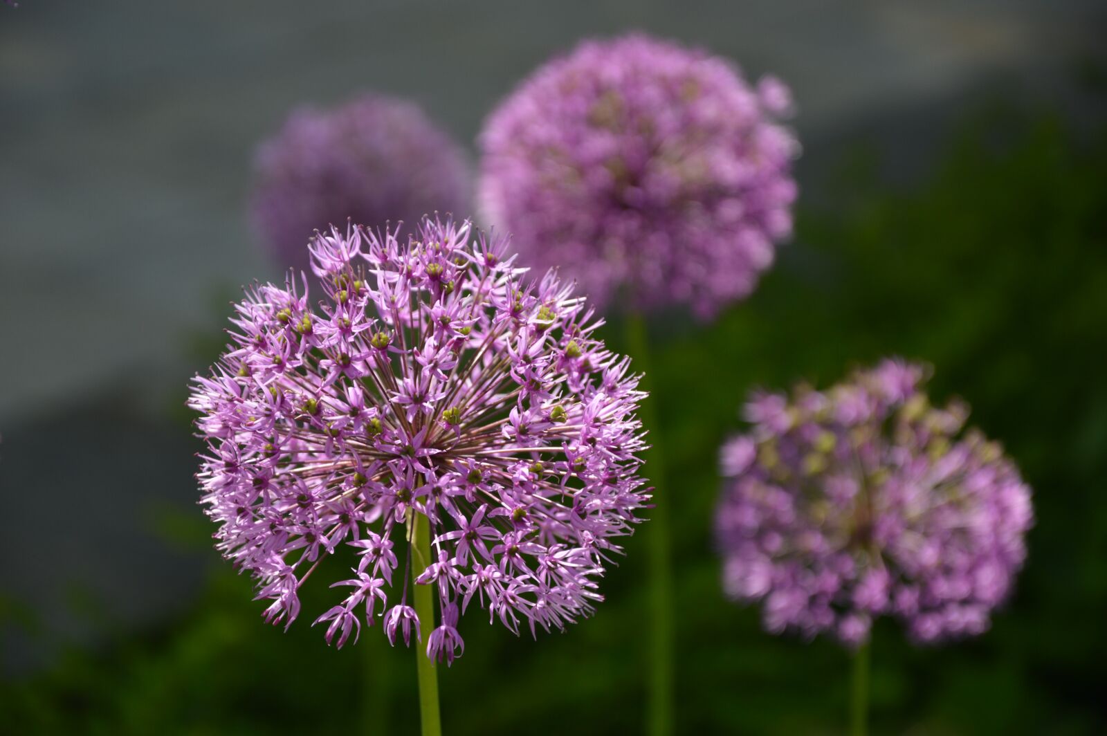Nikon D3200 sample photo. Nature, plant, blossom photography