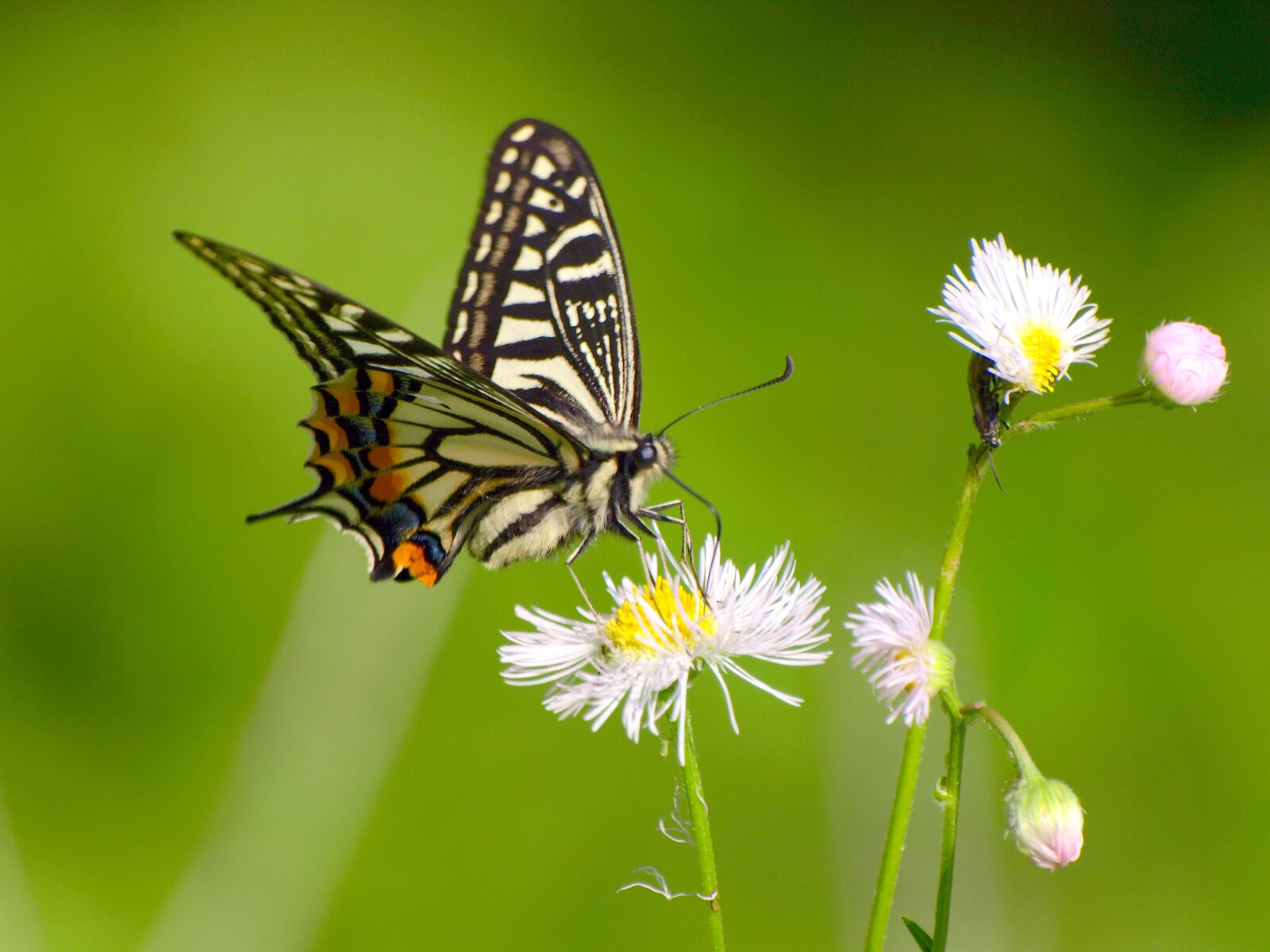 Olympus E-510 (EVOLT E-510) sample photo. Natural, creature, insect photography