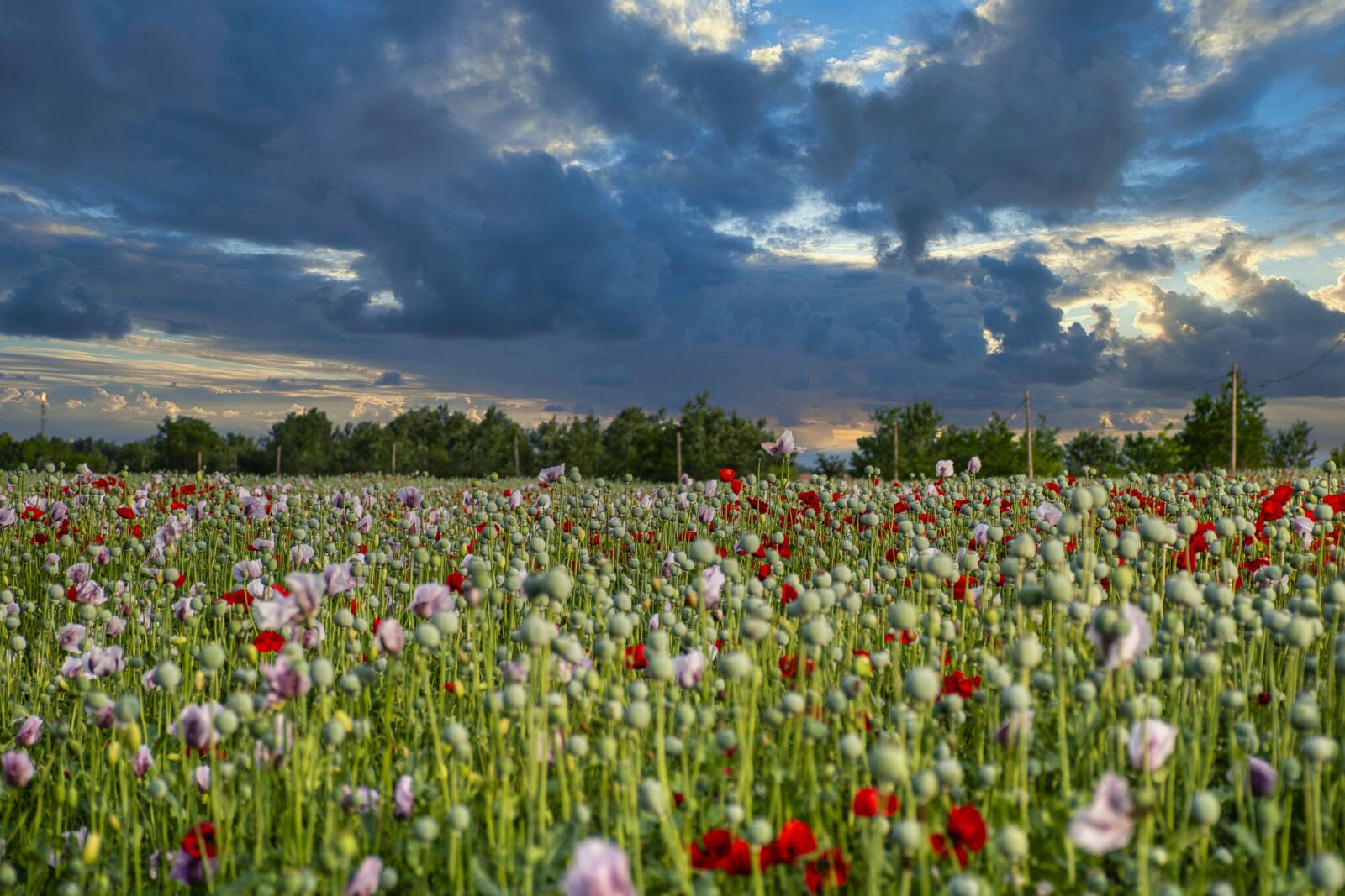 Nikon D500 sample photo. Nature, poppy, flowers photography